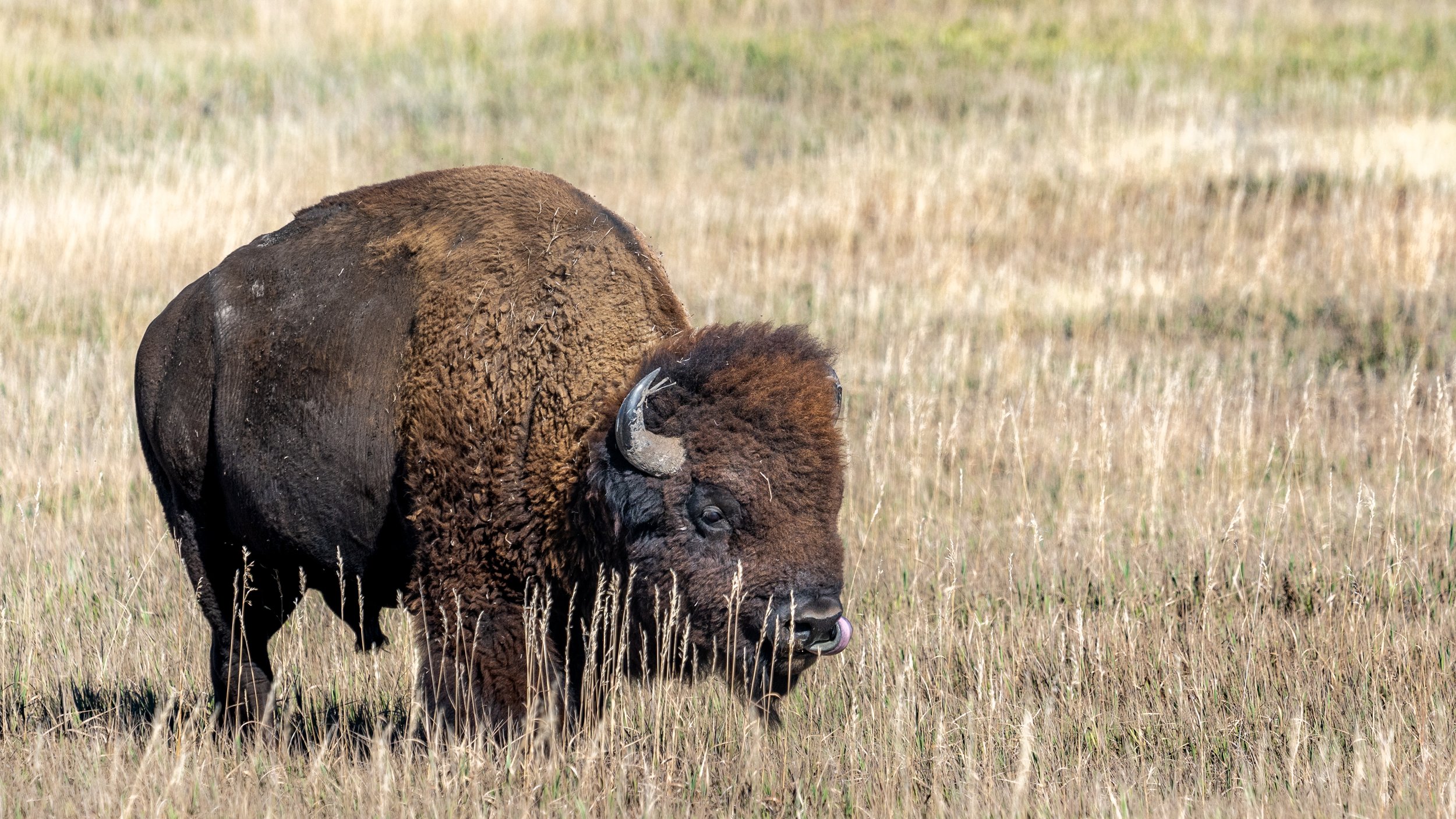 Bison Along Rim Road