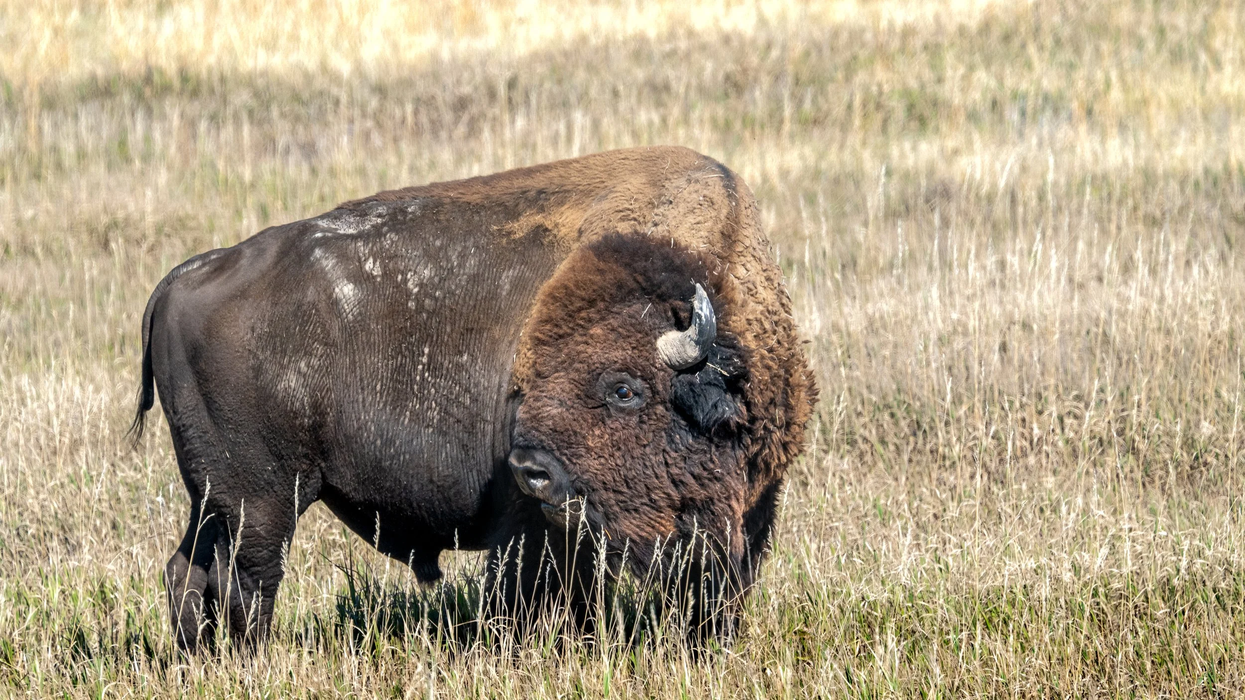 Bison Along Rim Road