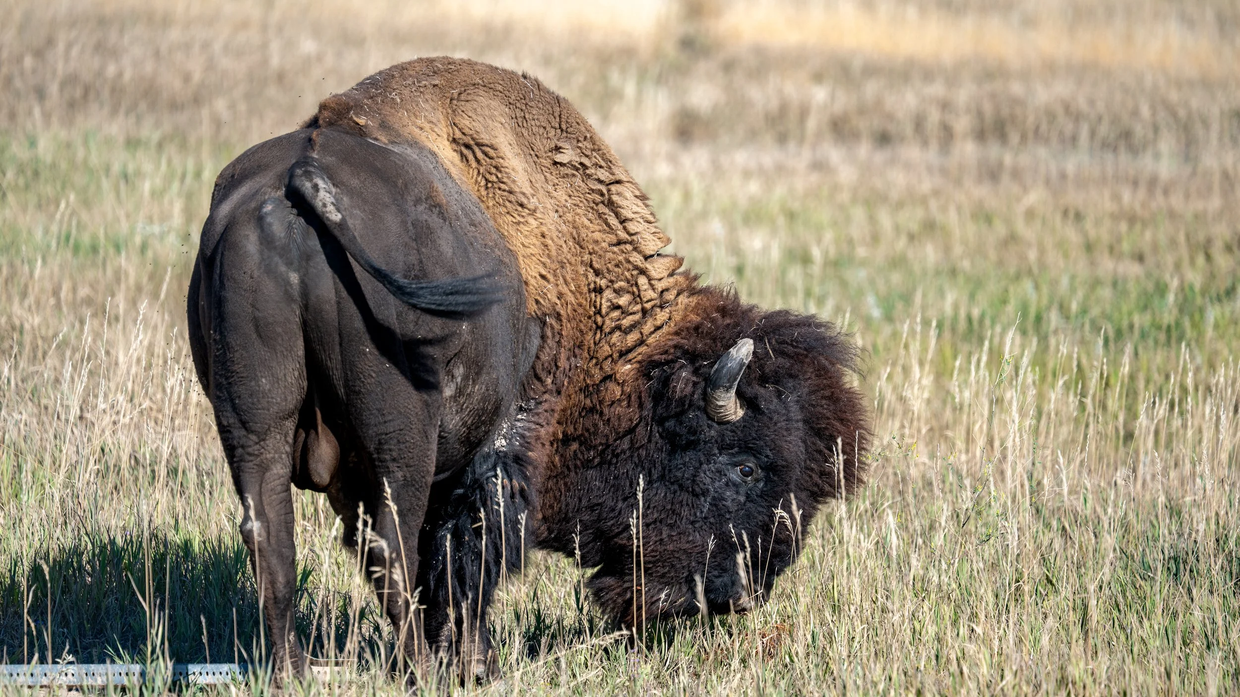 Bison Along Rim Road
