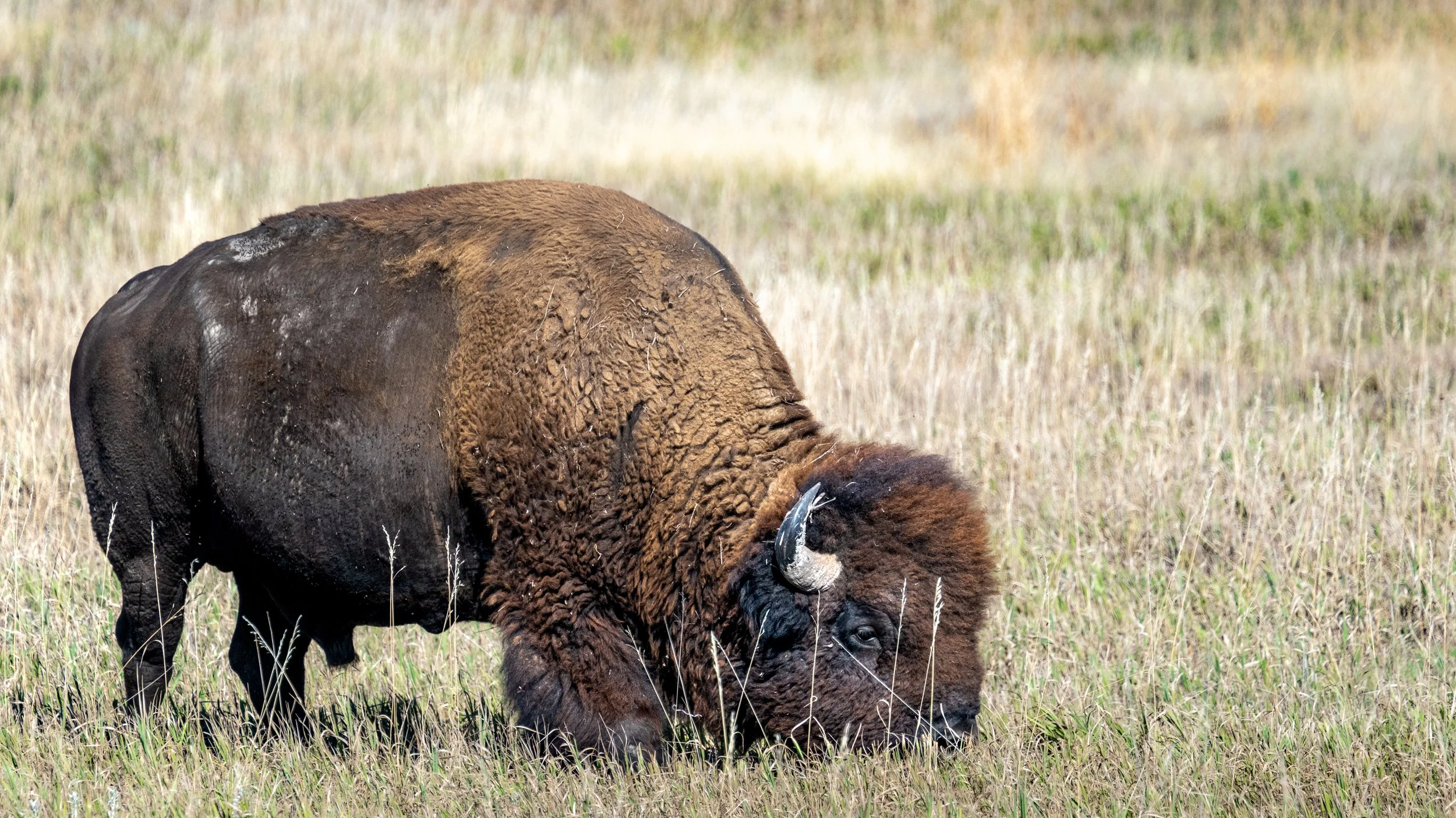 Bison Along Rim Road
