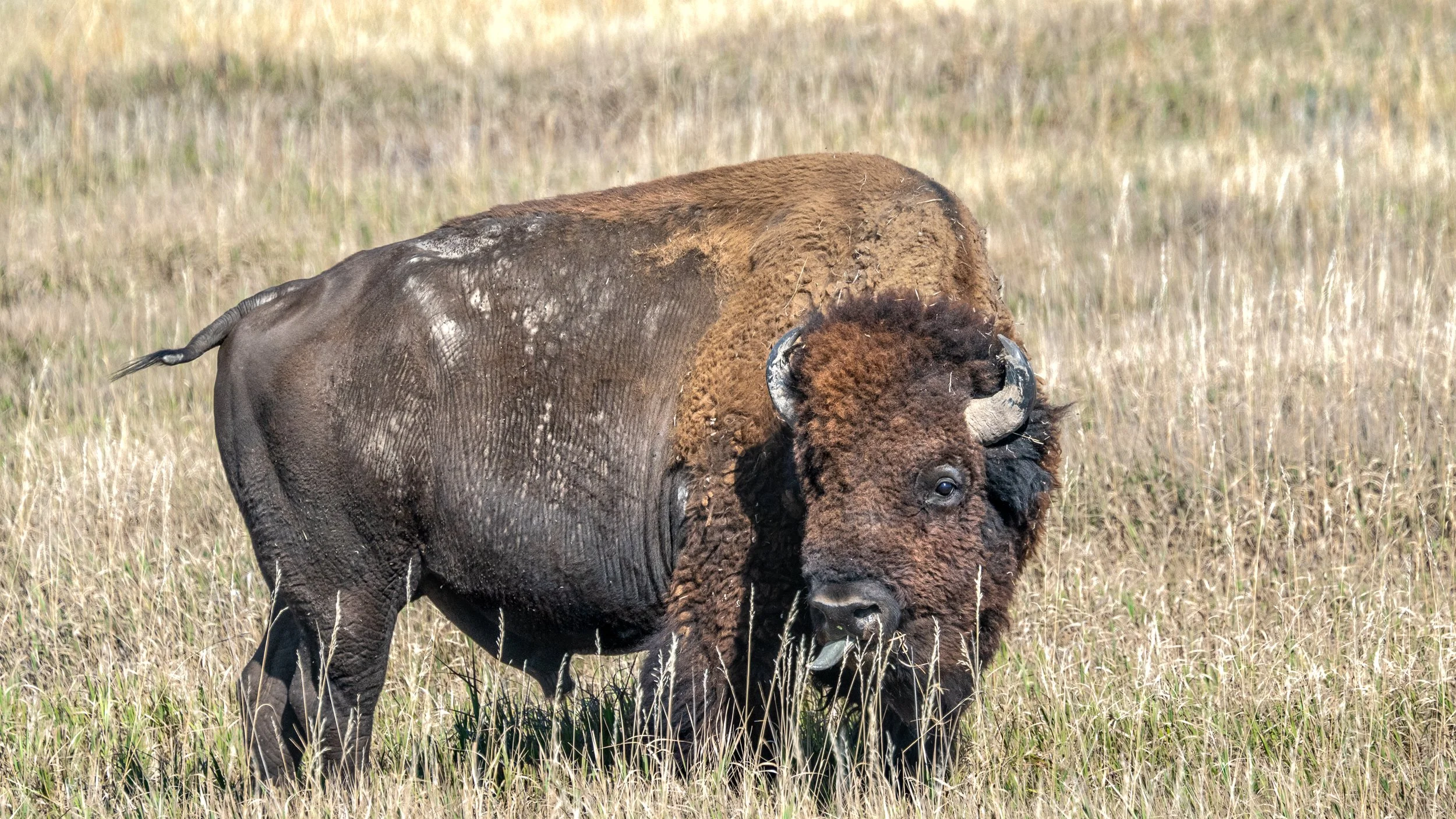 Bison Along Rim Road