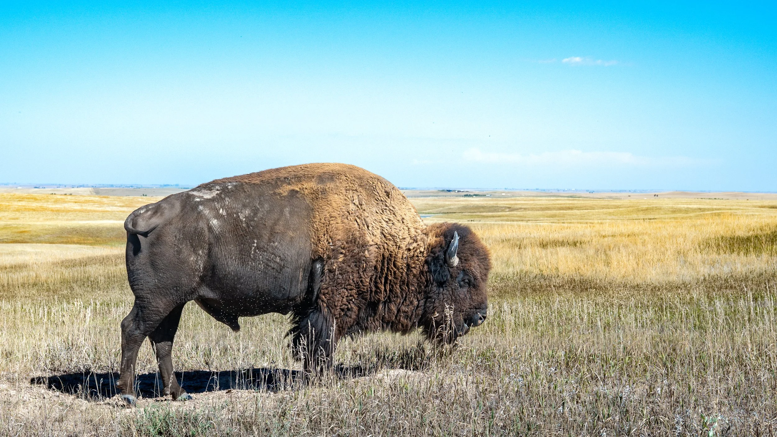 Bison Along Rim Road