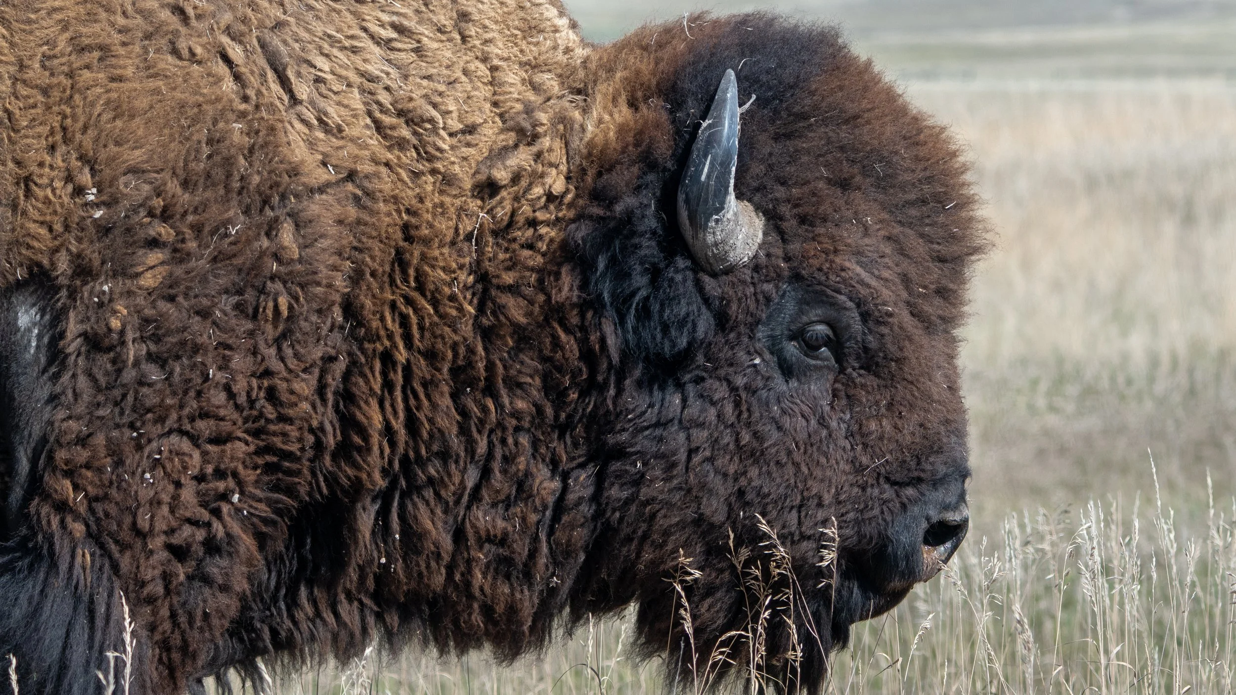 Bison Along Rim Road