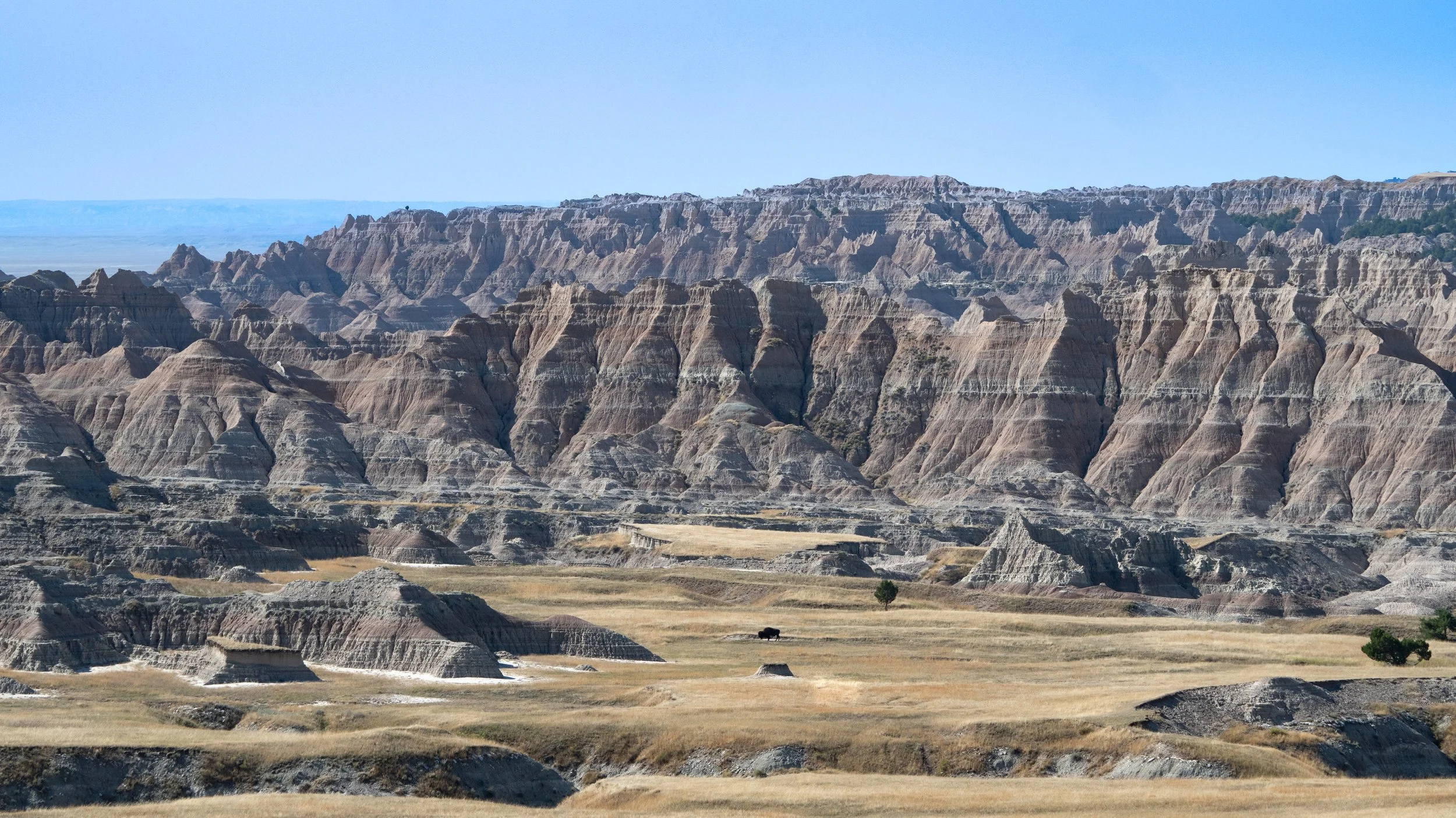 Bison in Badlands Wilderness