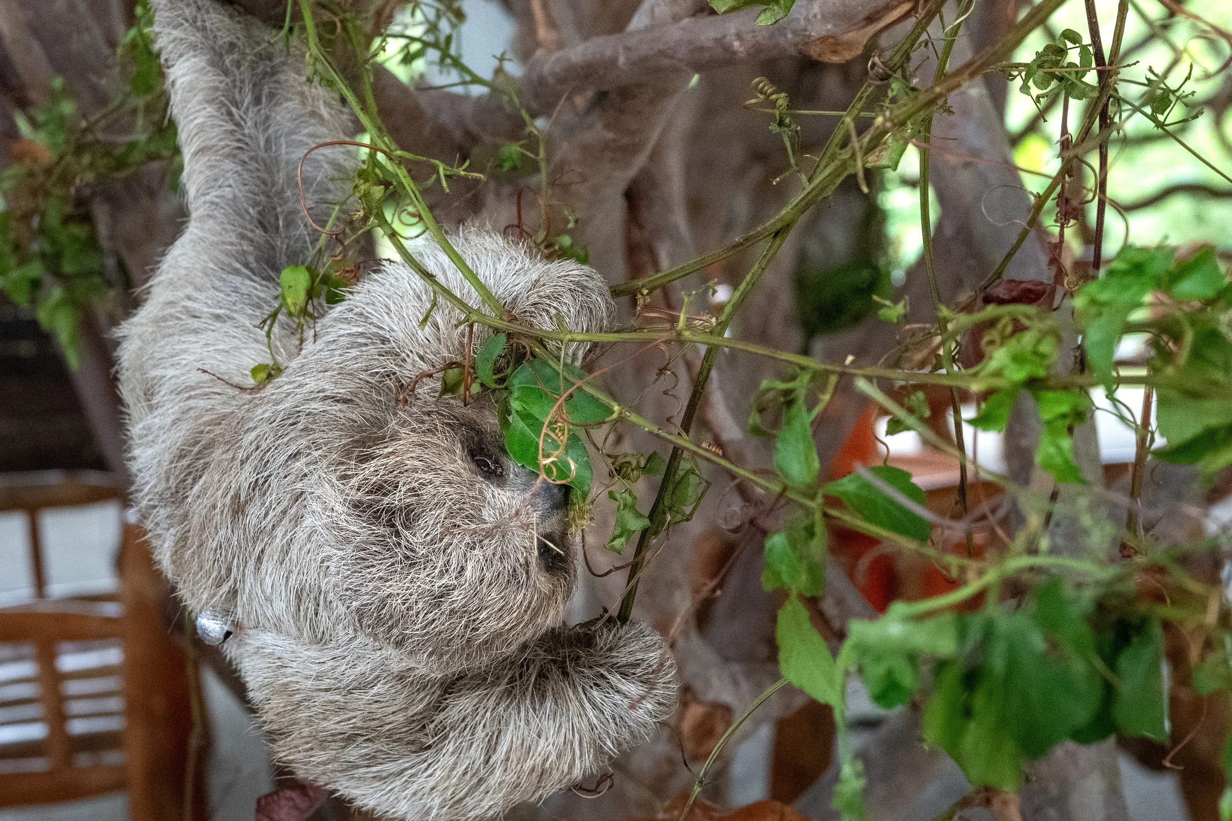 Baby Three-Toed Sloth