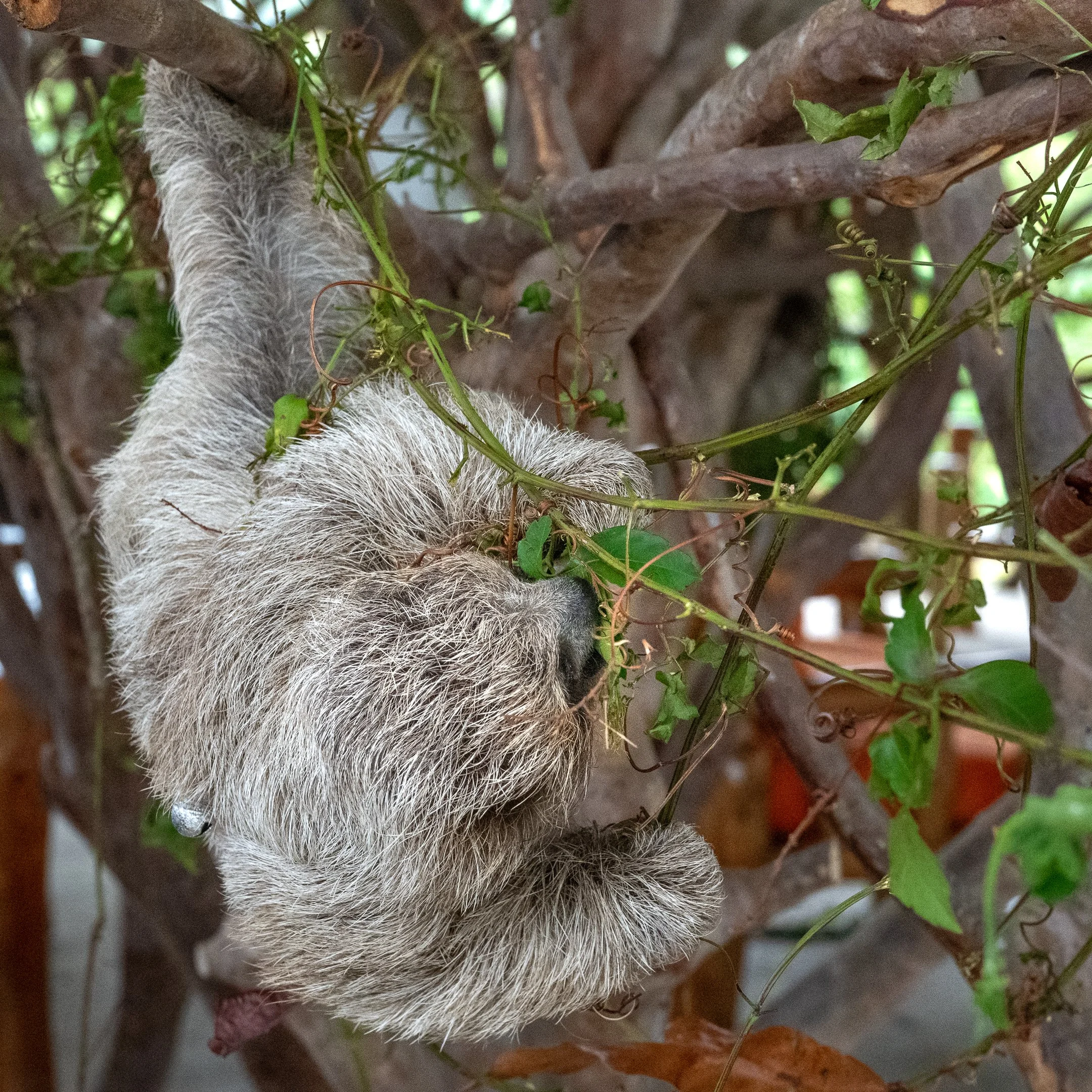Baby Three-Toed Sloth