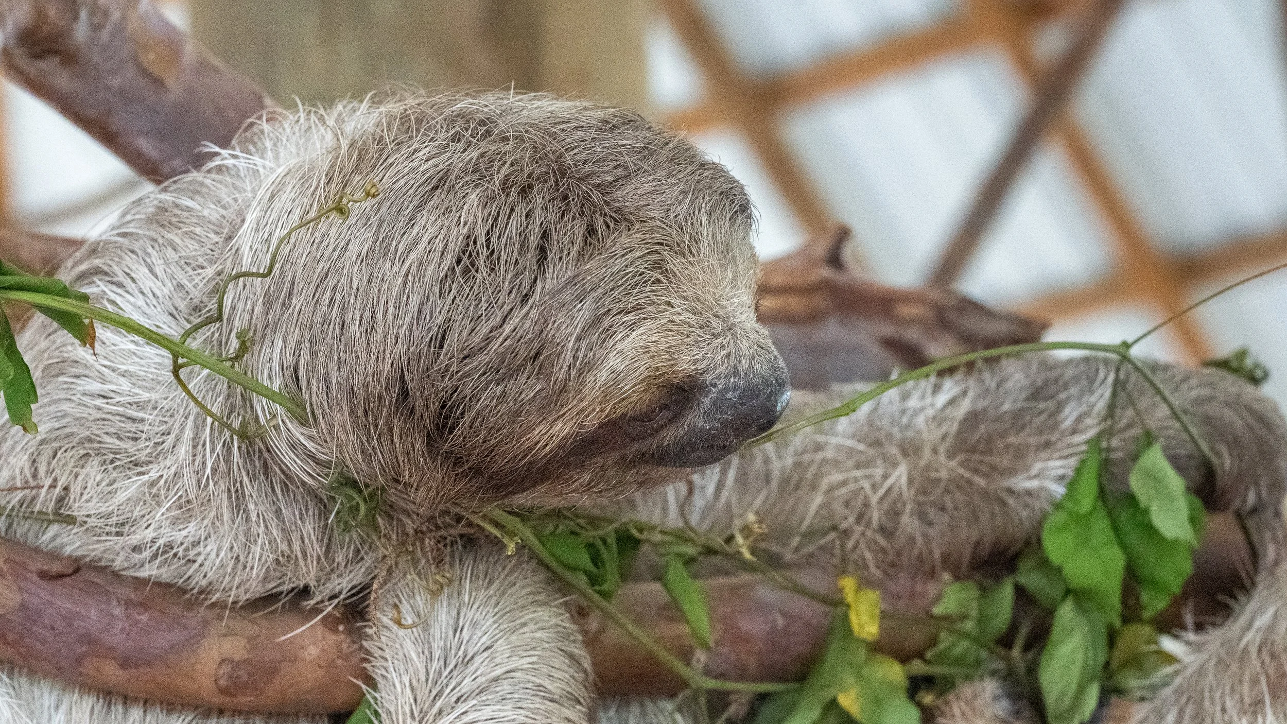 Three-Toed Sloth