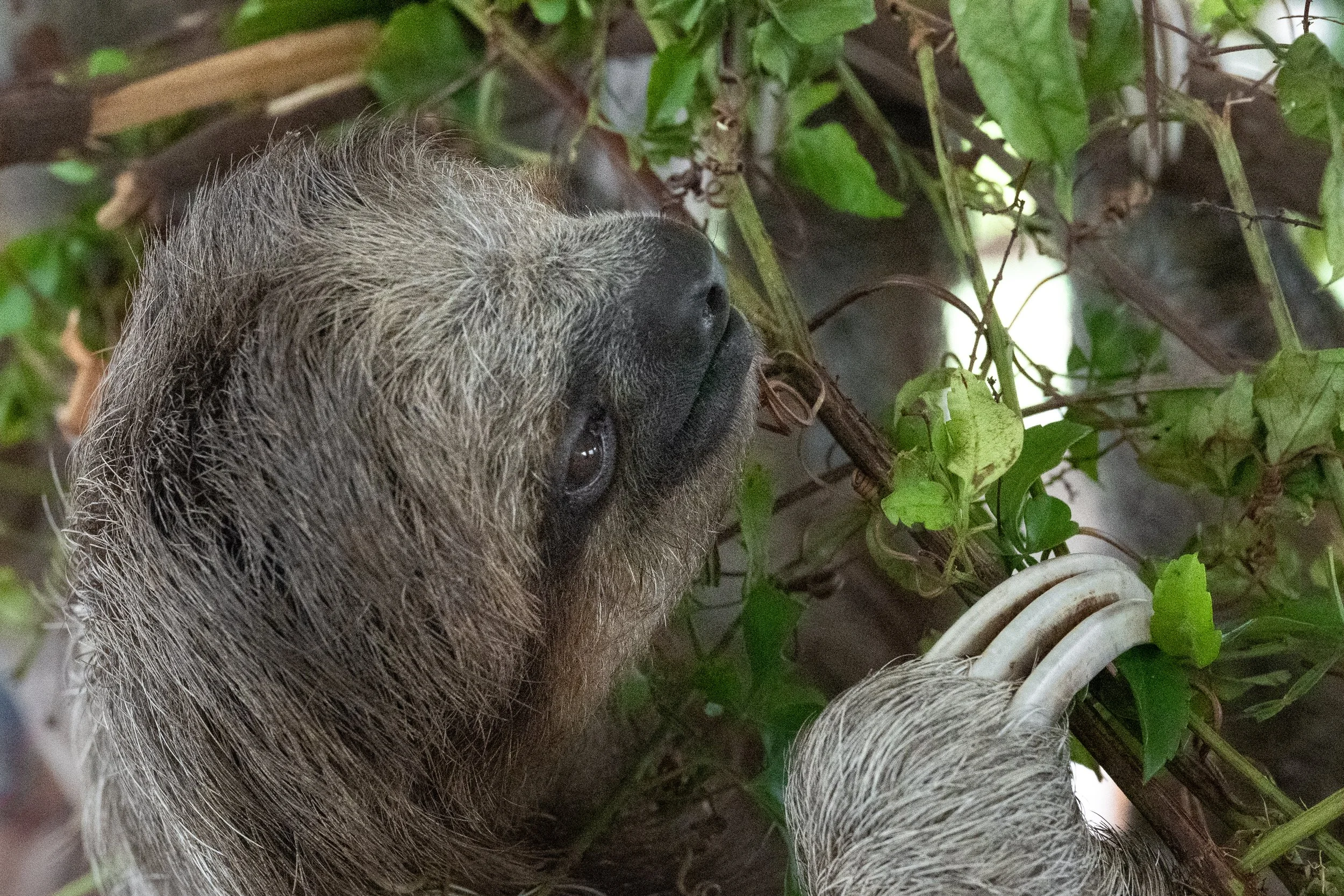 Three-Toed Sloth