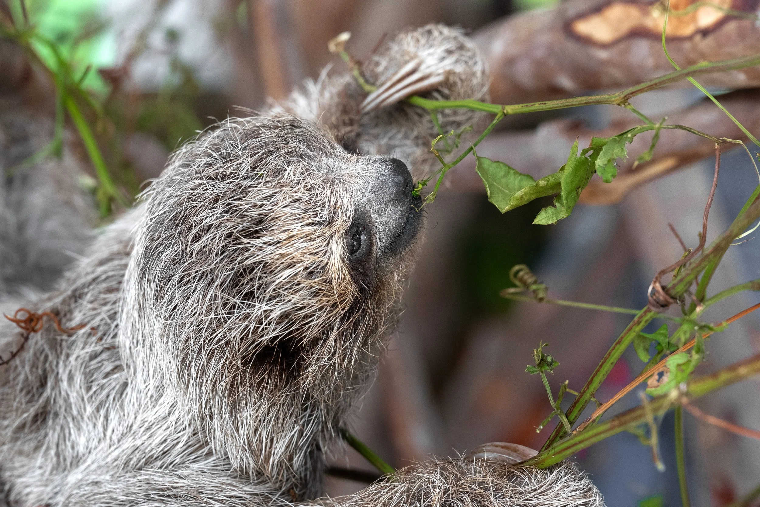 Baby Three-Toed Sloth