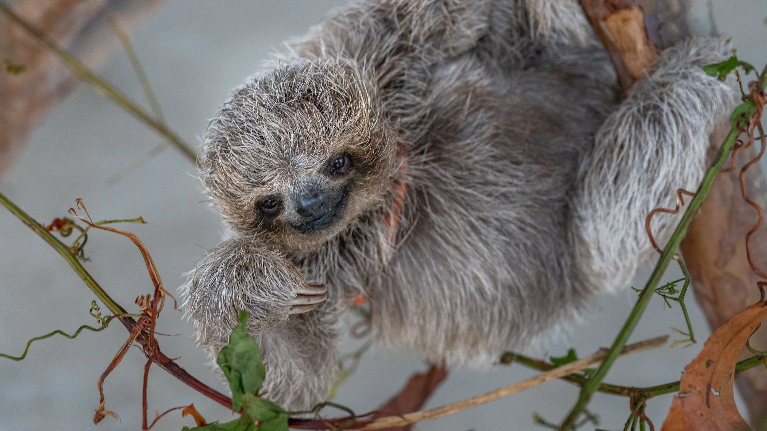 Baby Three-Toed Sloth
