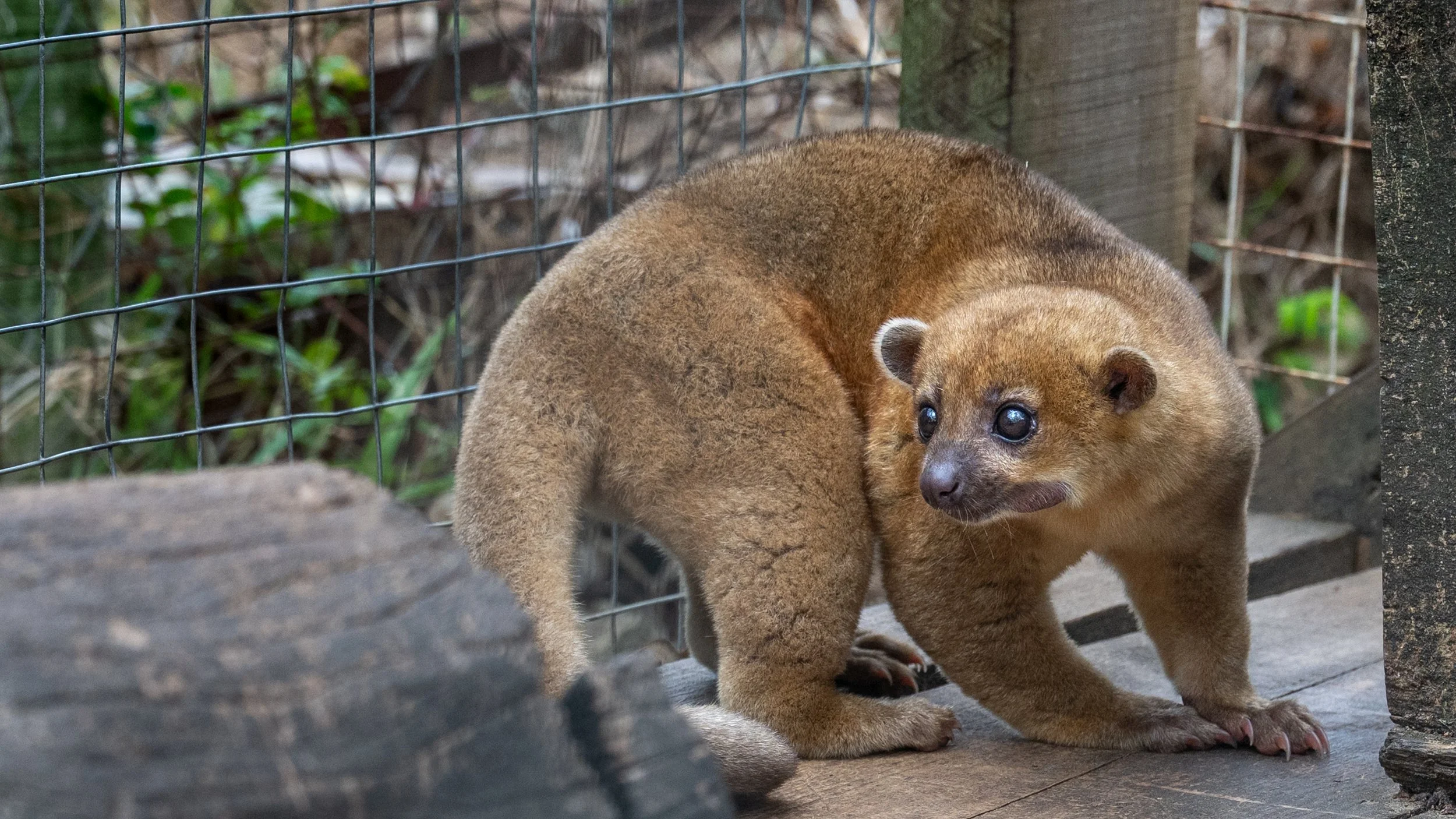 Kinkajou (Honey Bear)