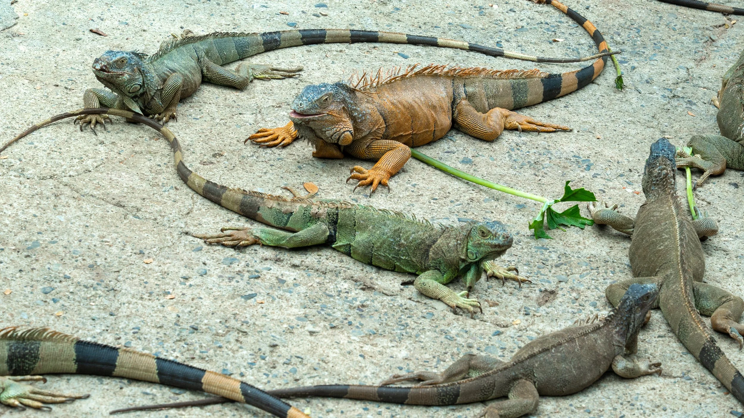 Iguanas