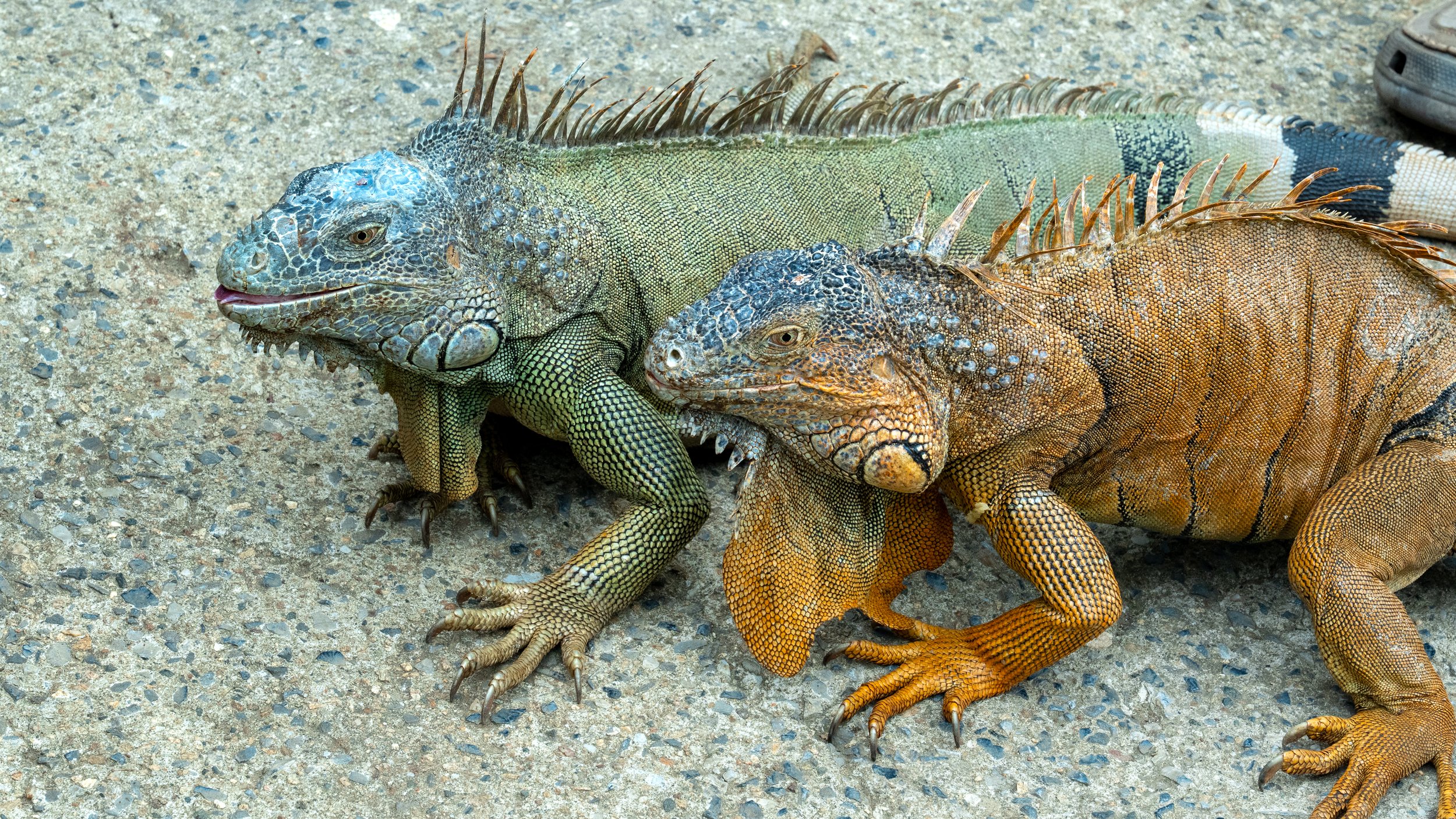 Iguanas