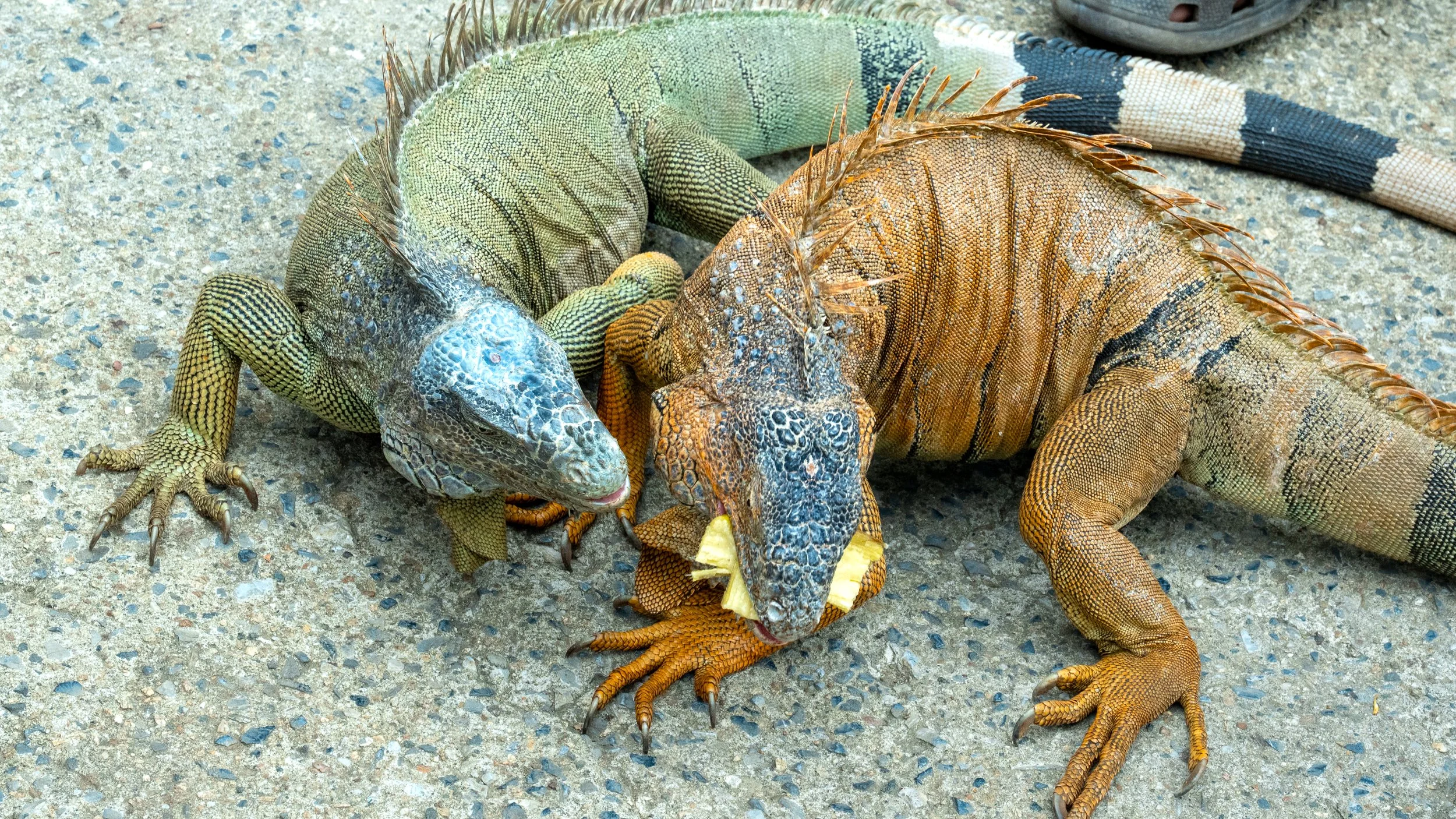 Iguanas