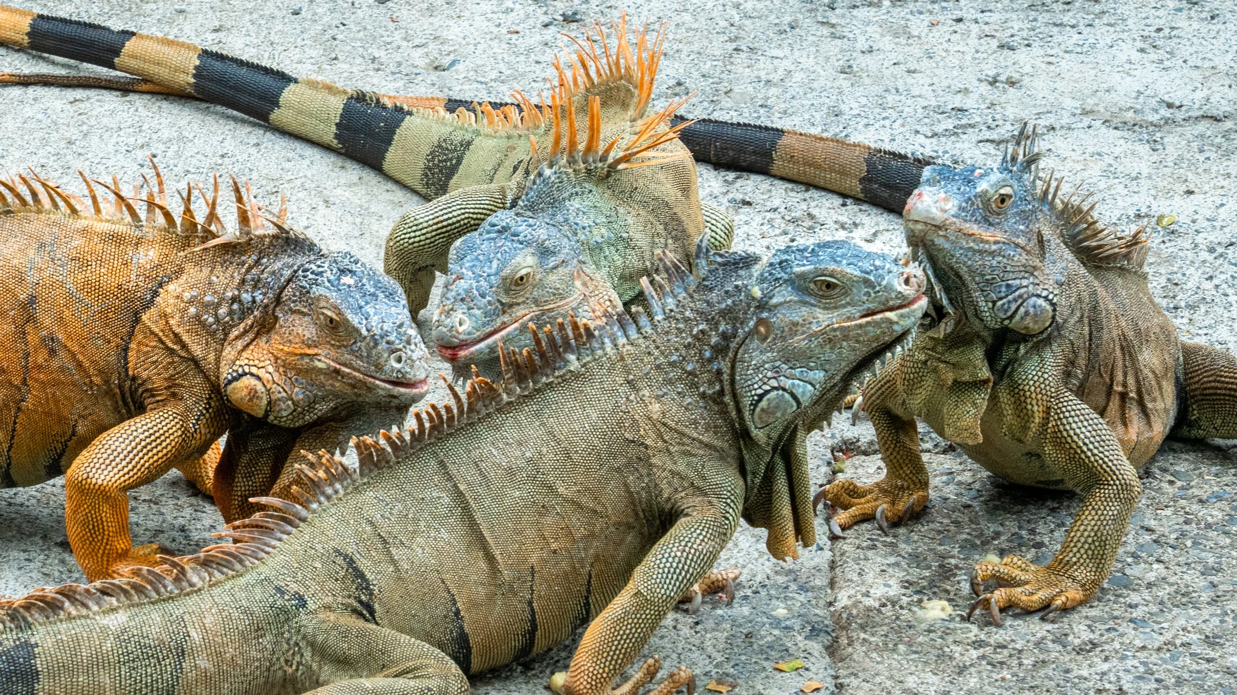Iguanas
