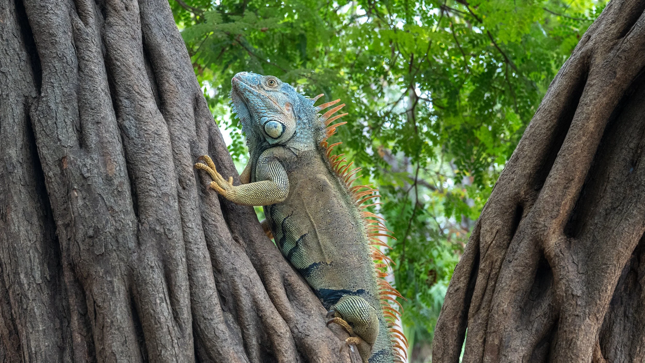 Iguana