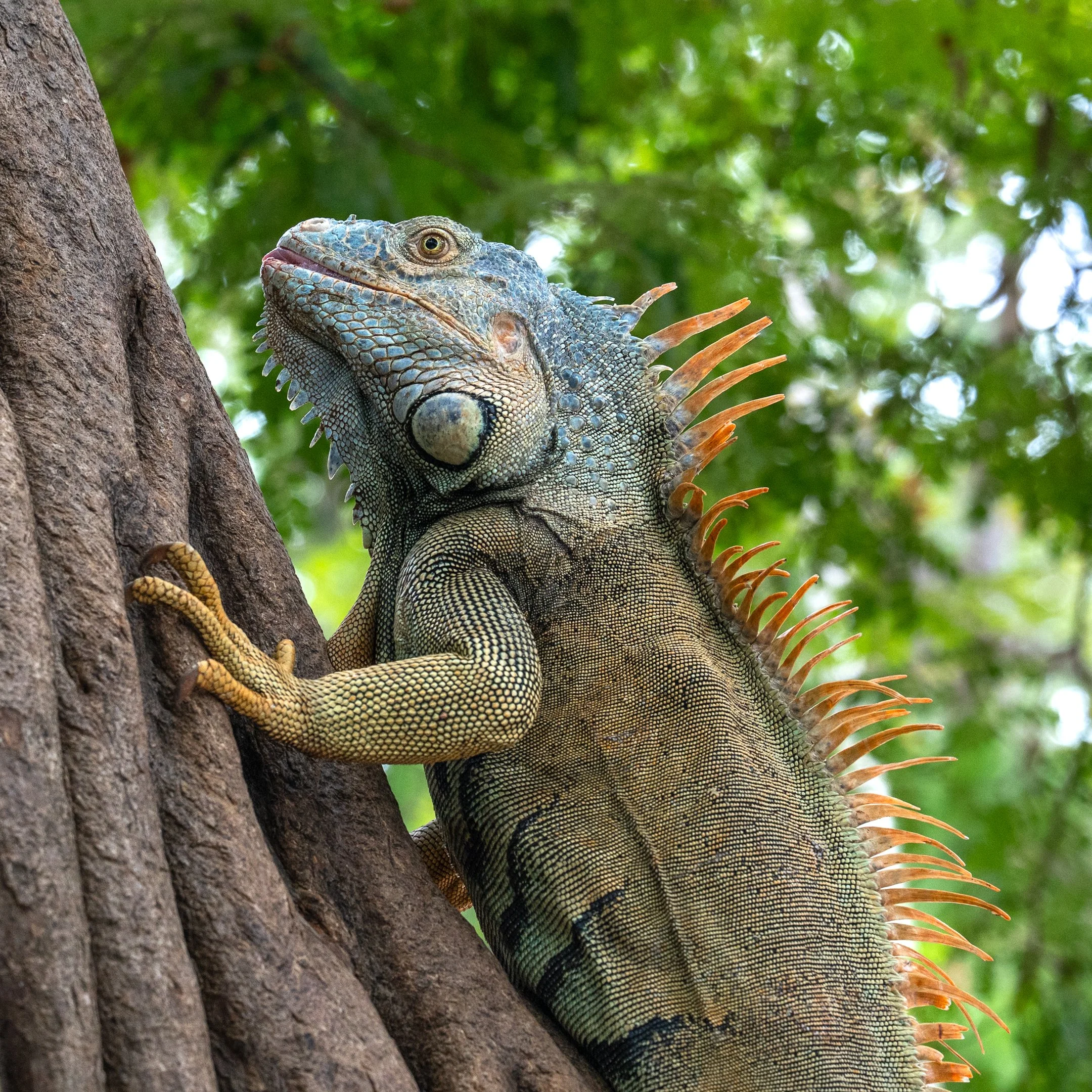 Iguana