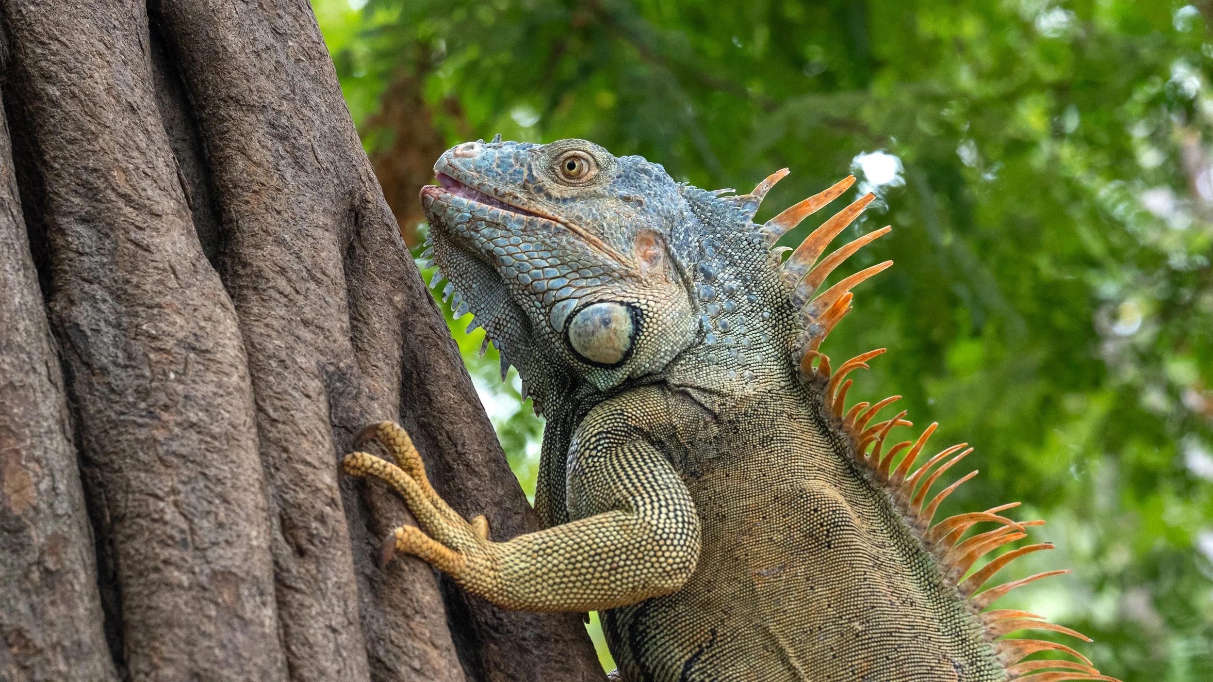 Iguana