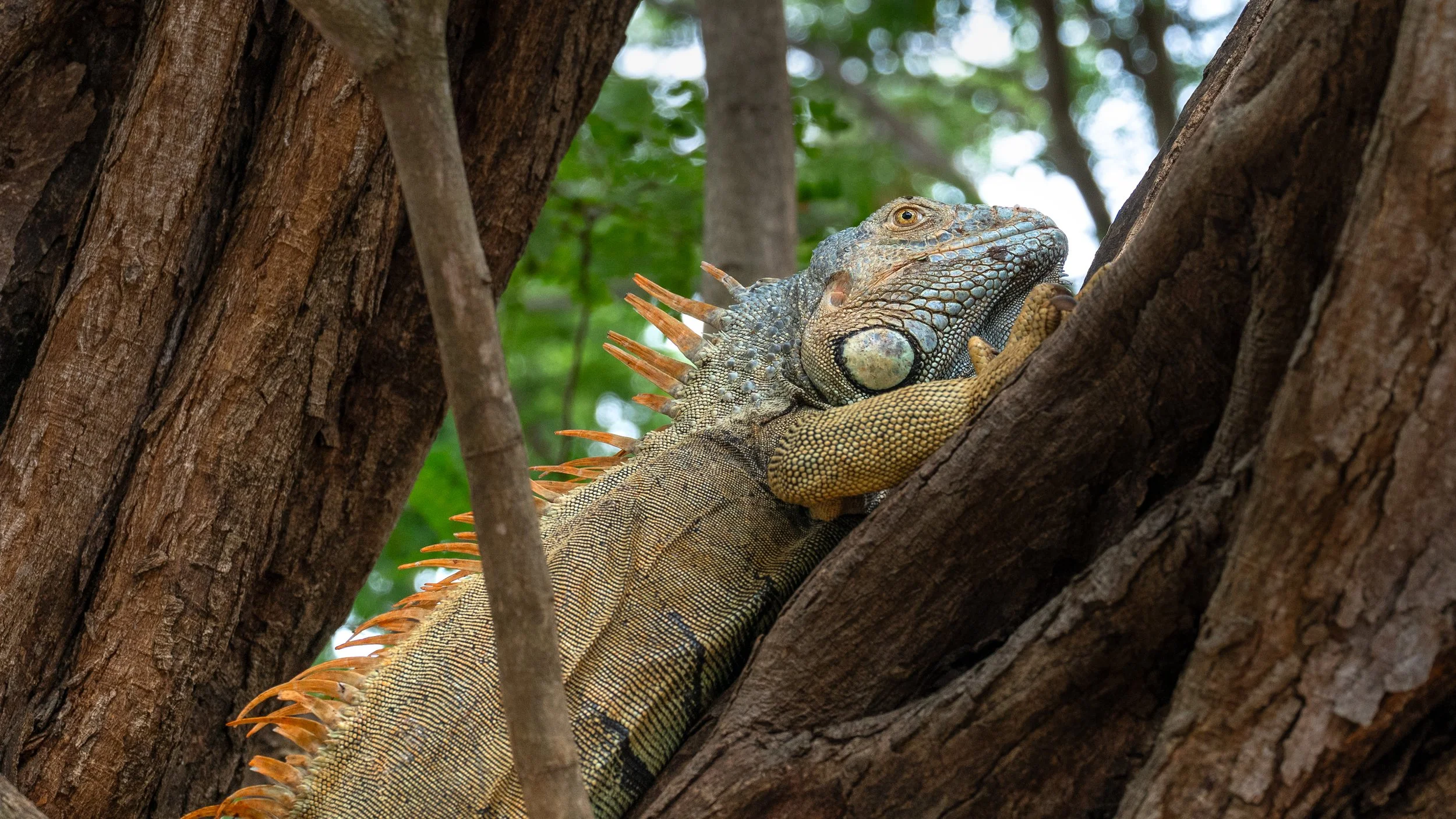 Iguana