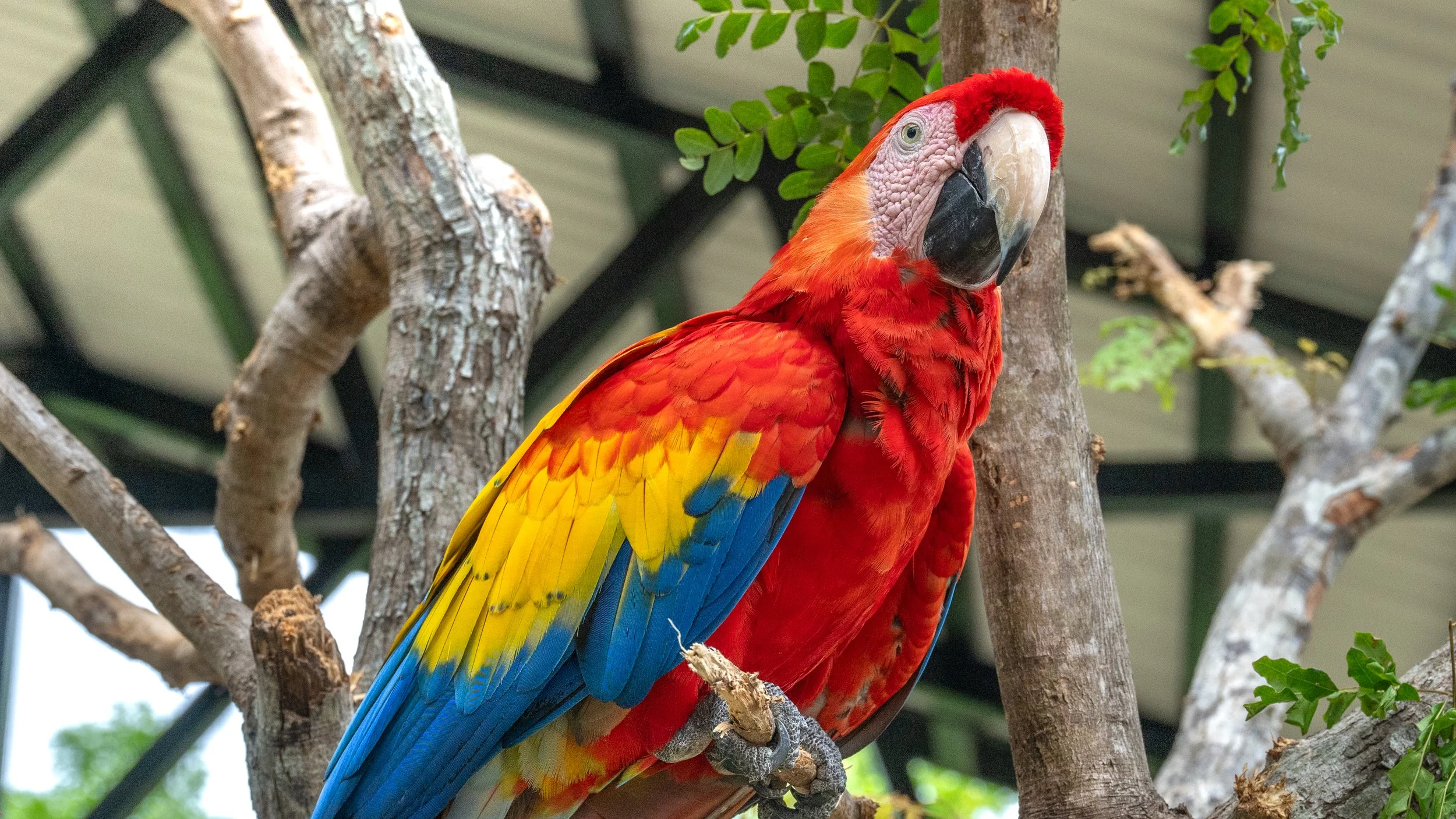 Red Scarlet Macaw