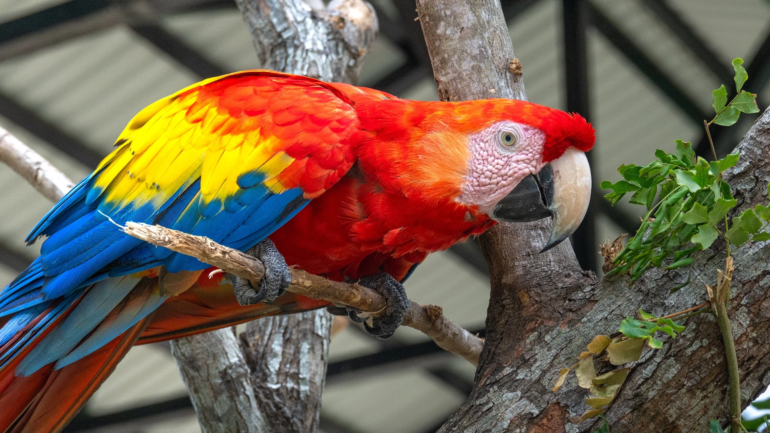 Red Scarlet Macaw