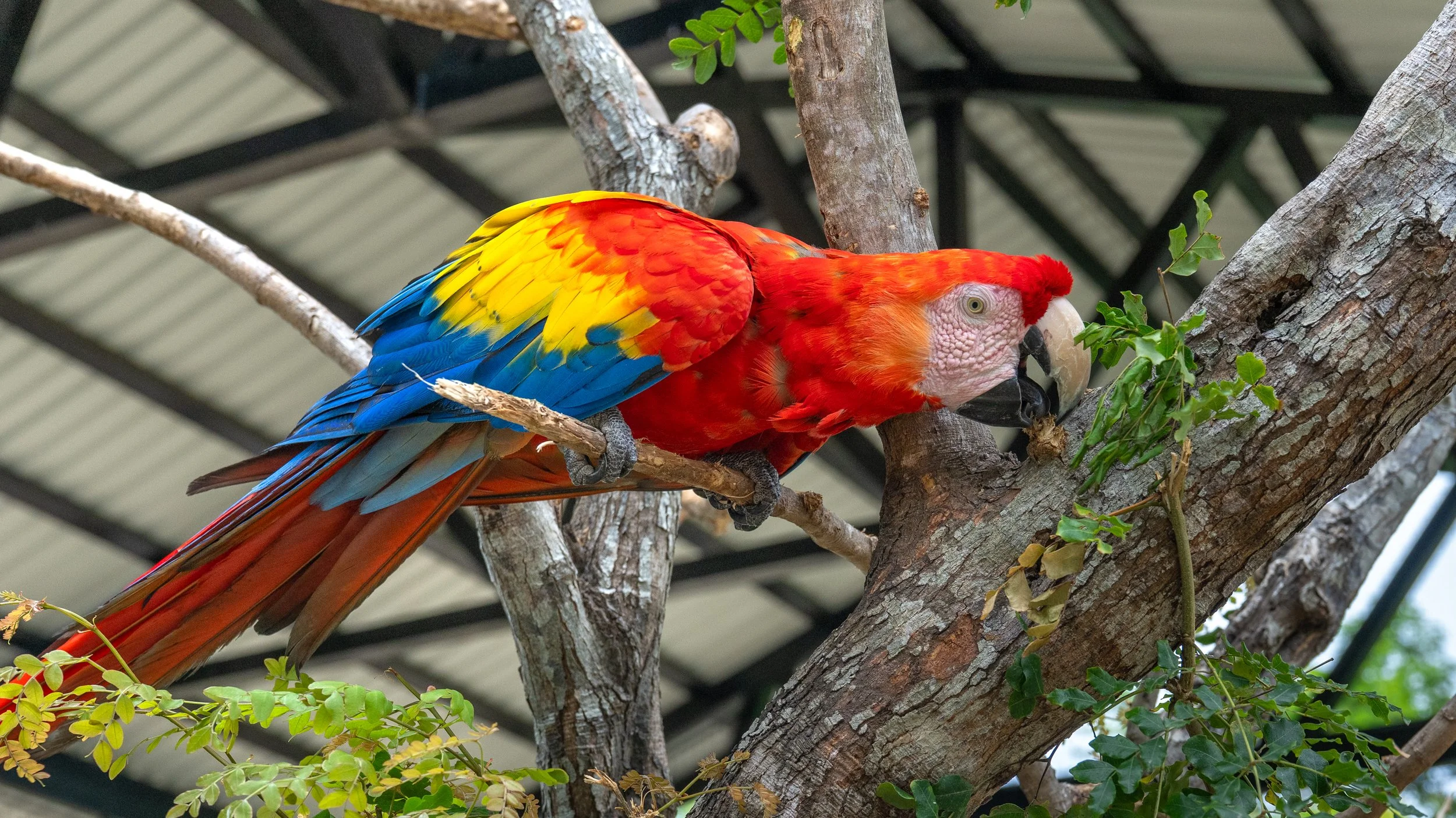 Red Scarlet Macaw