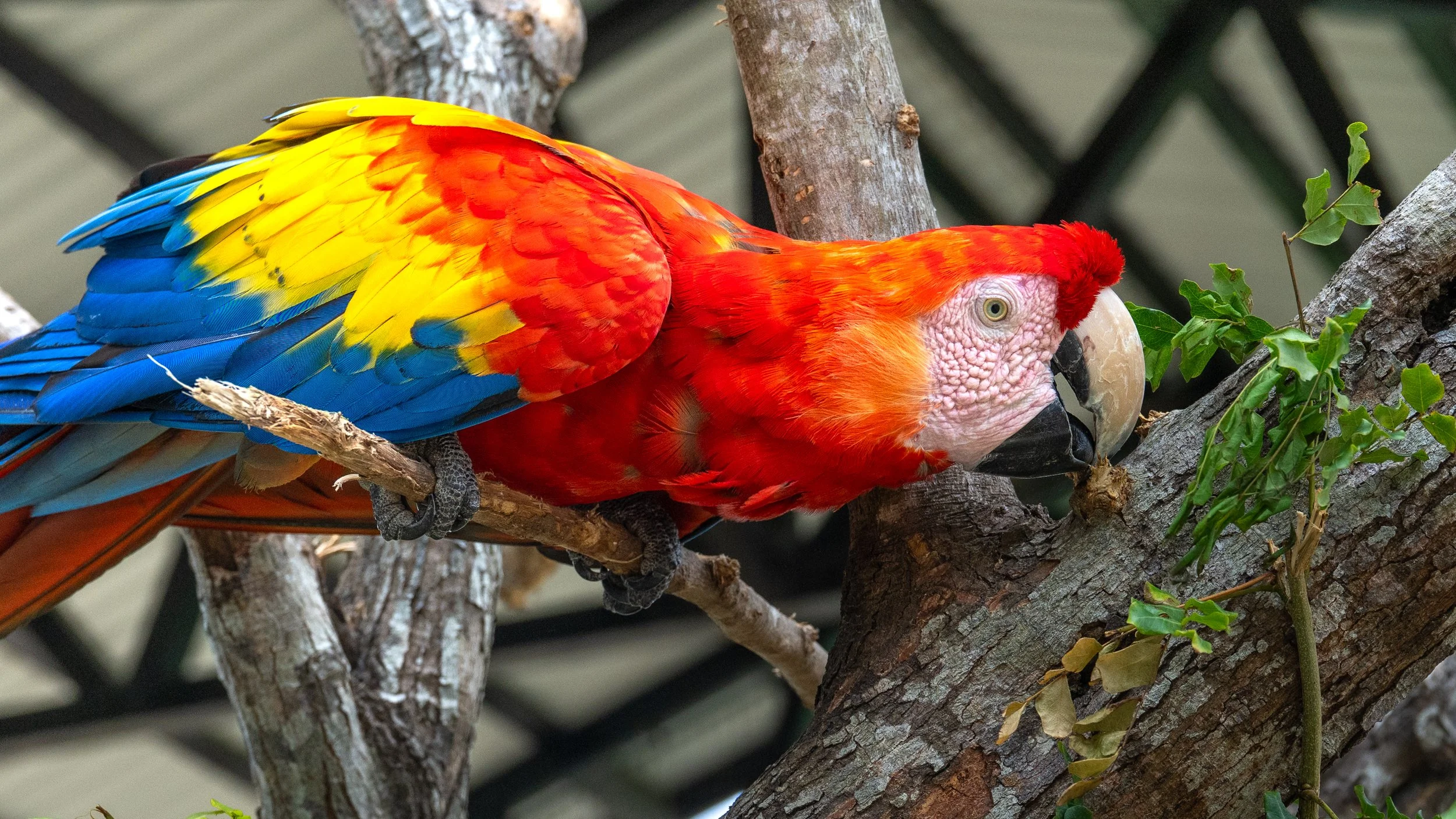 Red Scarlet Macaw