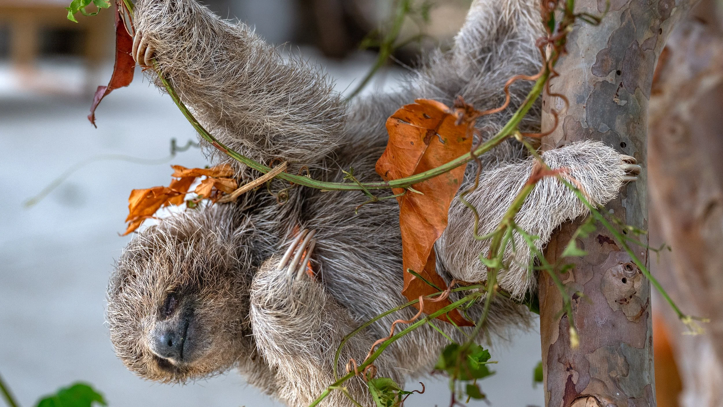 Baby Three-Toed Sloth