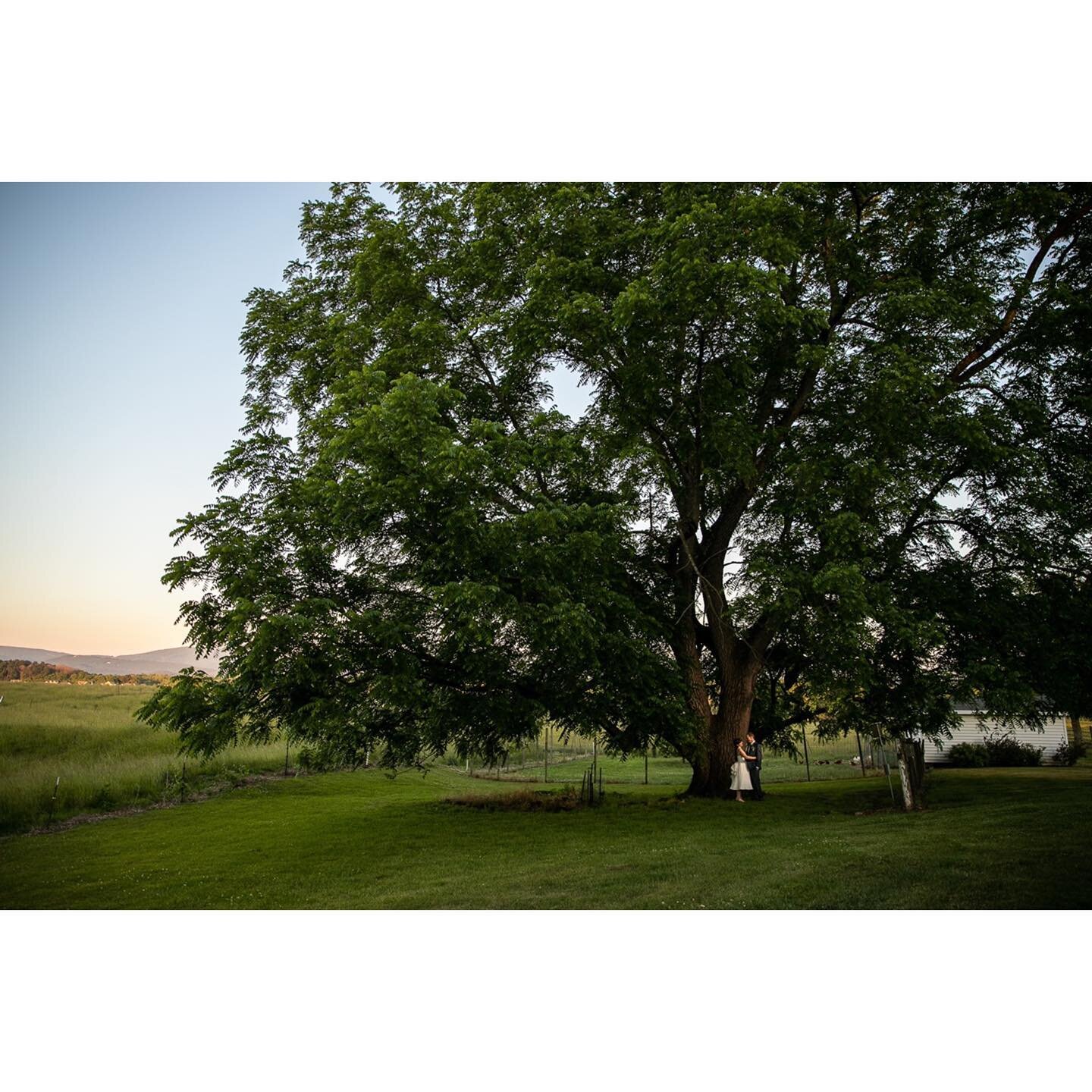 So yeah Saturday these two got married 😍 But I&rsquo;m starting with a portrait of a tree (they&rsquo;re in it too!) because this incredible old walnut tree 🌳 was such a beautiful, awe-inspiring feature of Daisy Hill Farm. There were also loud chic