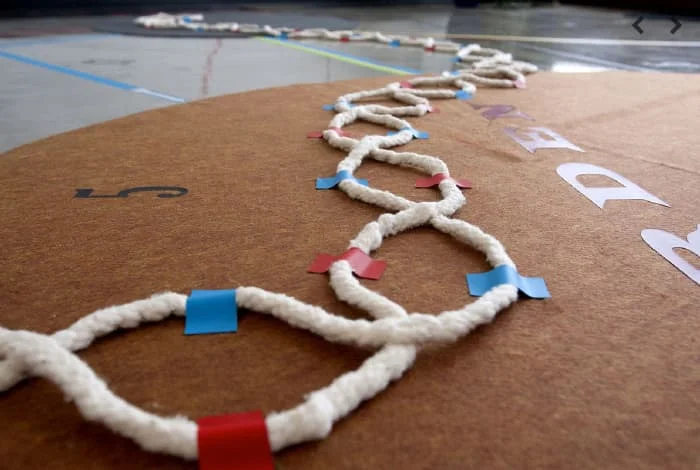 My Ántonia; Instructions for Seeing (2015) Installation. 50 × 50 ft. Vinyl, felt and cotton cord. Constellation Studios, Lincoln, NE.