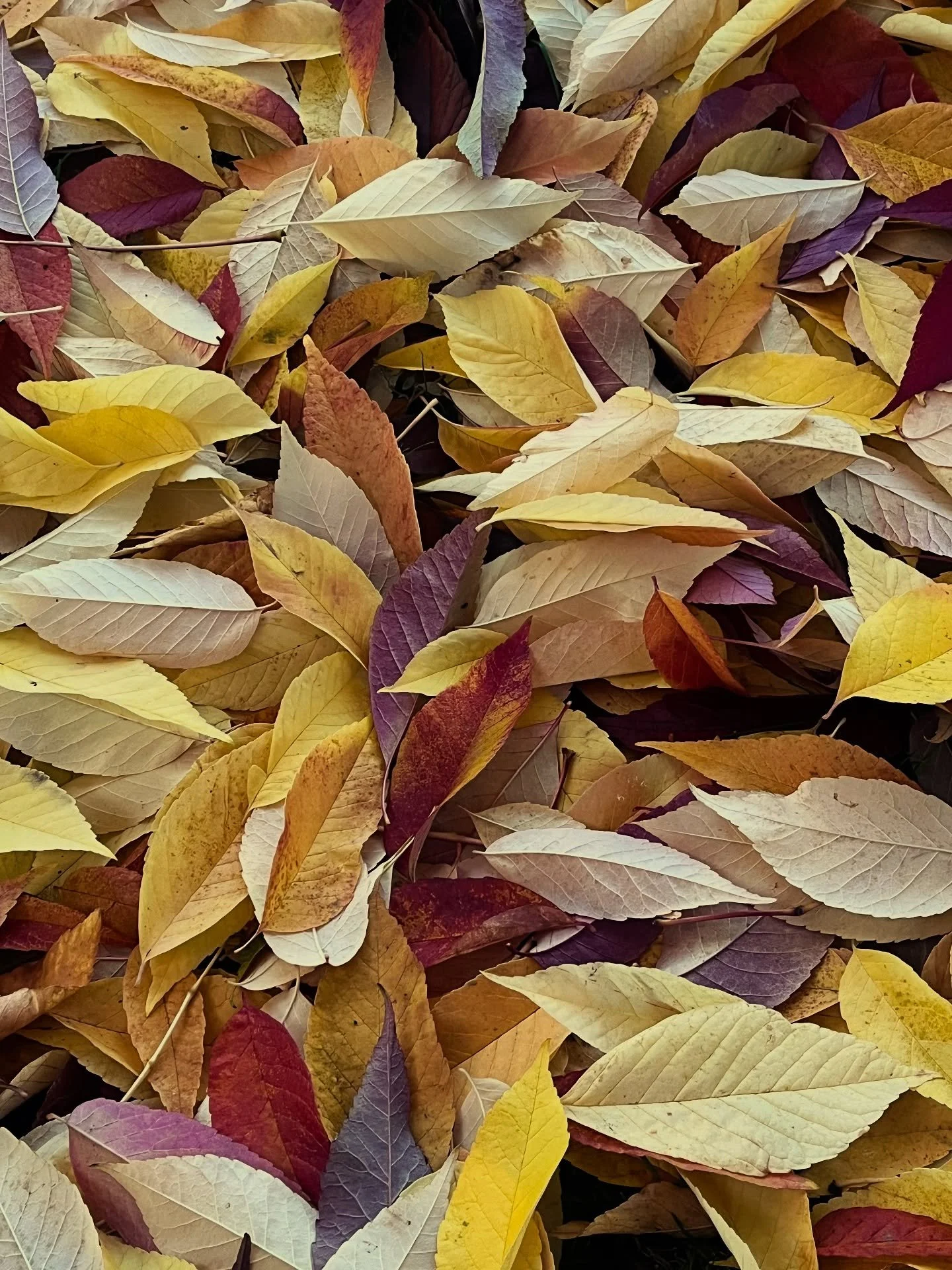 Moss Dental Studio is closed today for the Thanksgiving holiday. We&rsquo;ll be back at it, bright and early, tomorrow morning. Whether you celebrate the holiday or not, we hope you are all enjoying this perfect Autumn day. 🍂