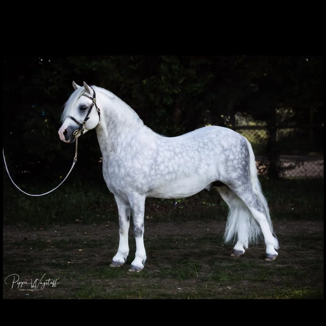 Springbourne Capricorn image.jpg