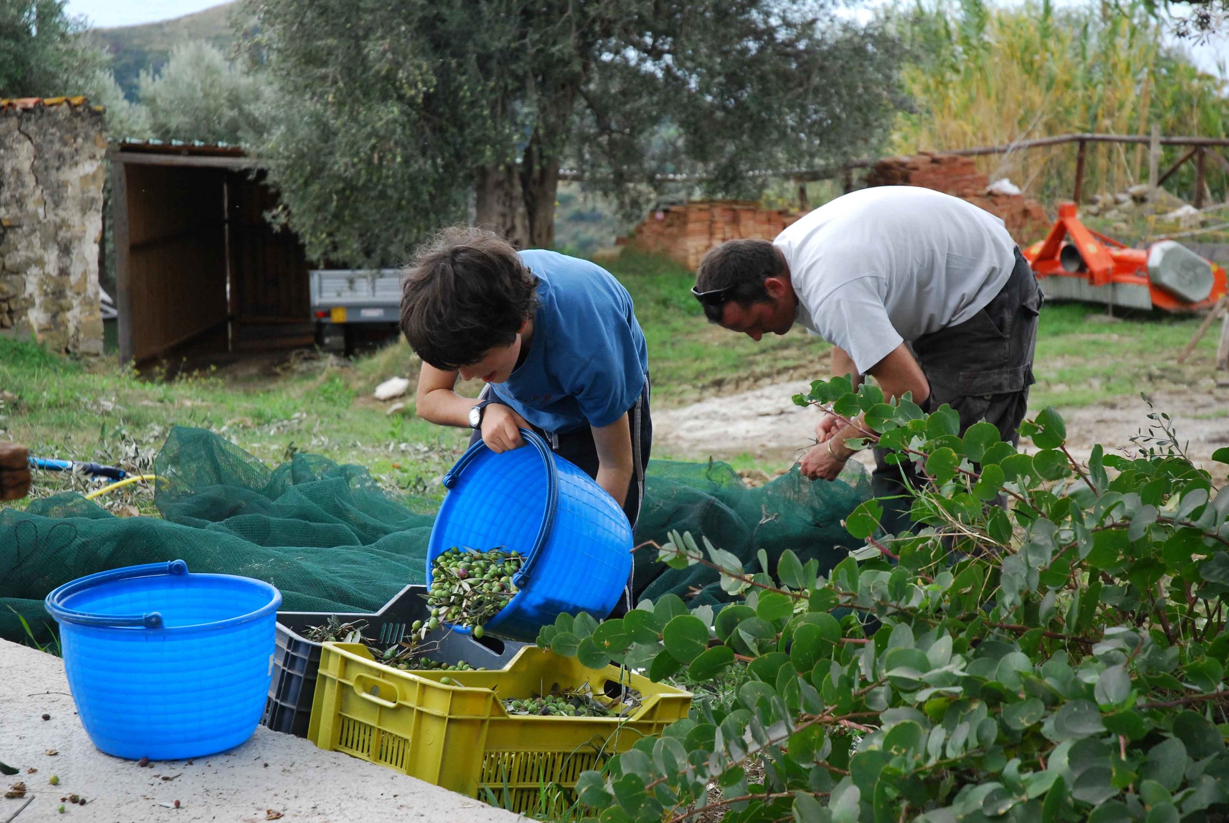 Olive Oil