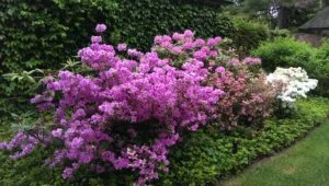 relaxing-bush-300x170.jpg