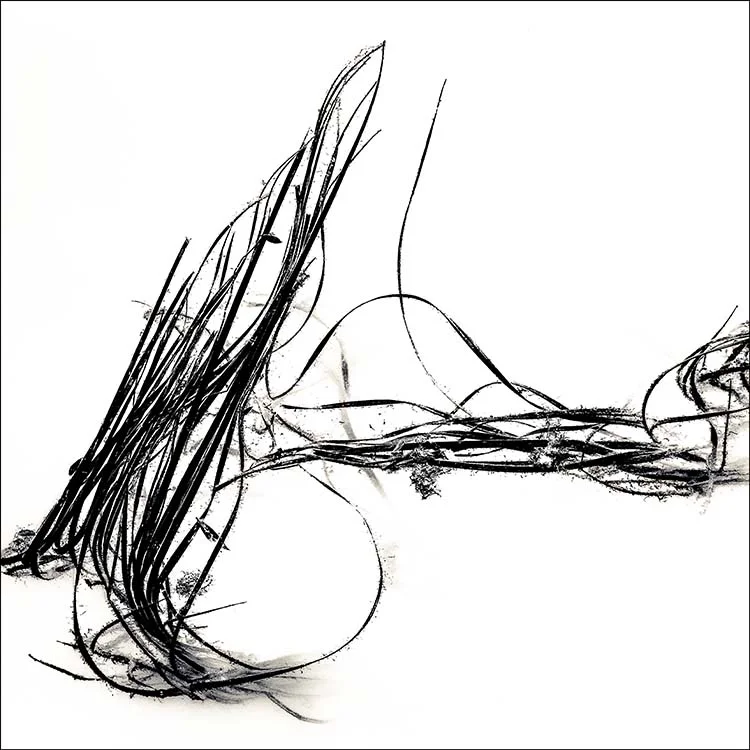Lacs / Snare
