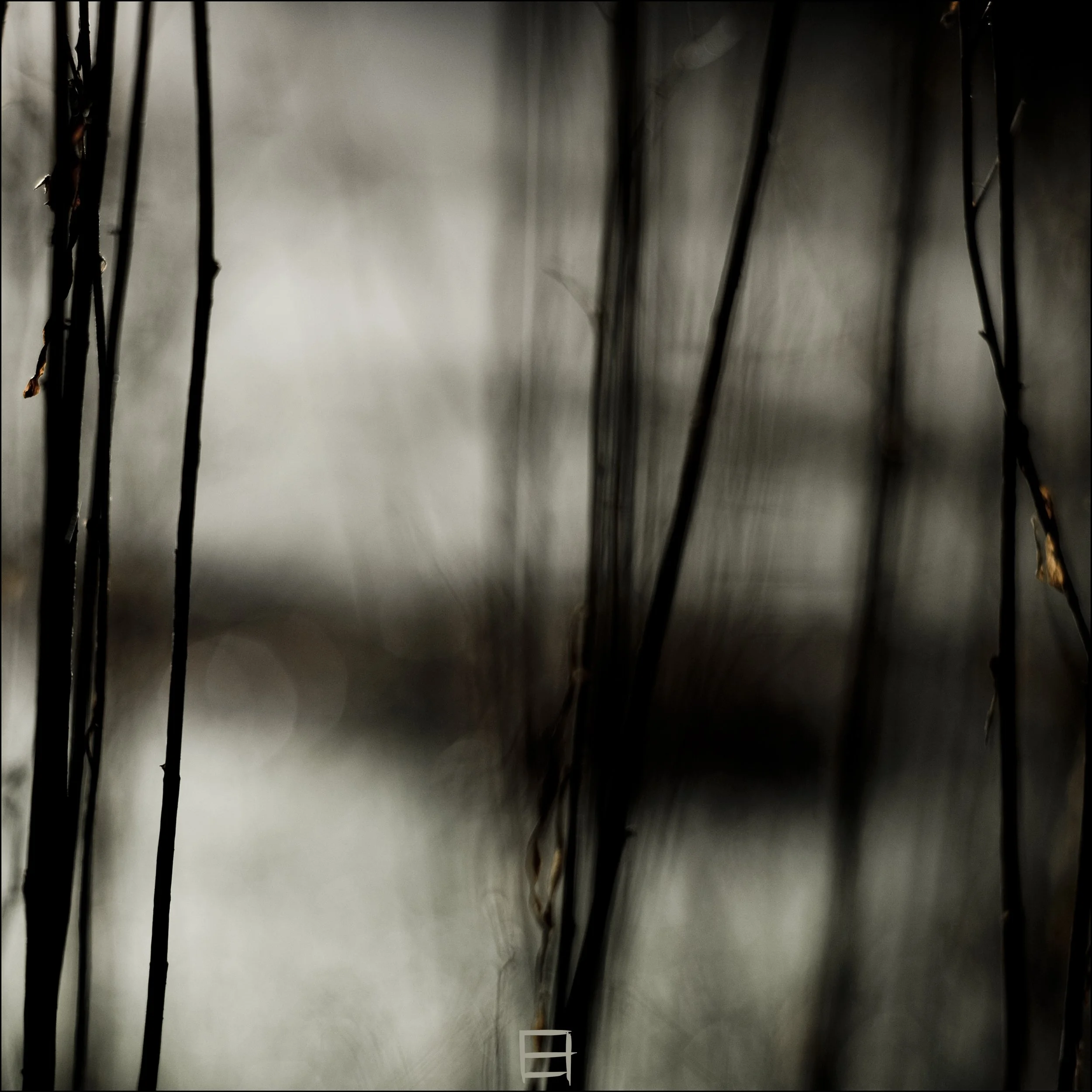 Herbes sèches #3