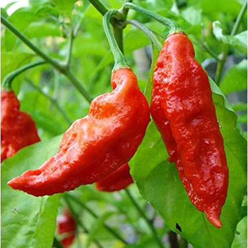 ghost-pepper.jpg