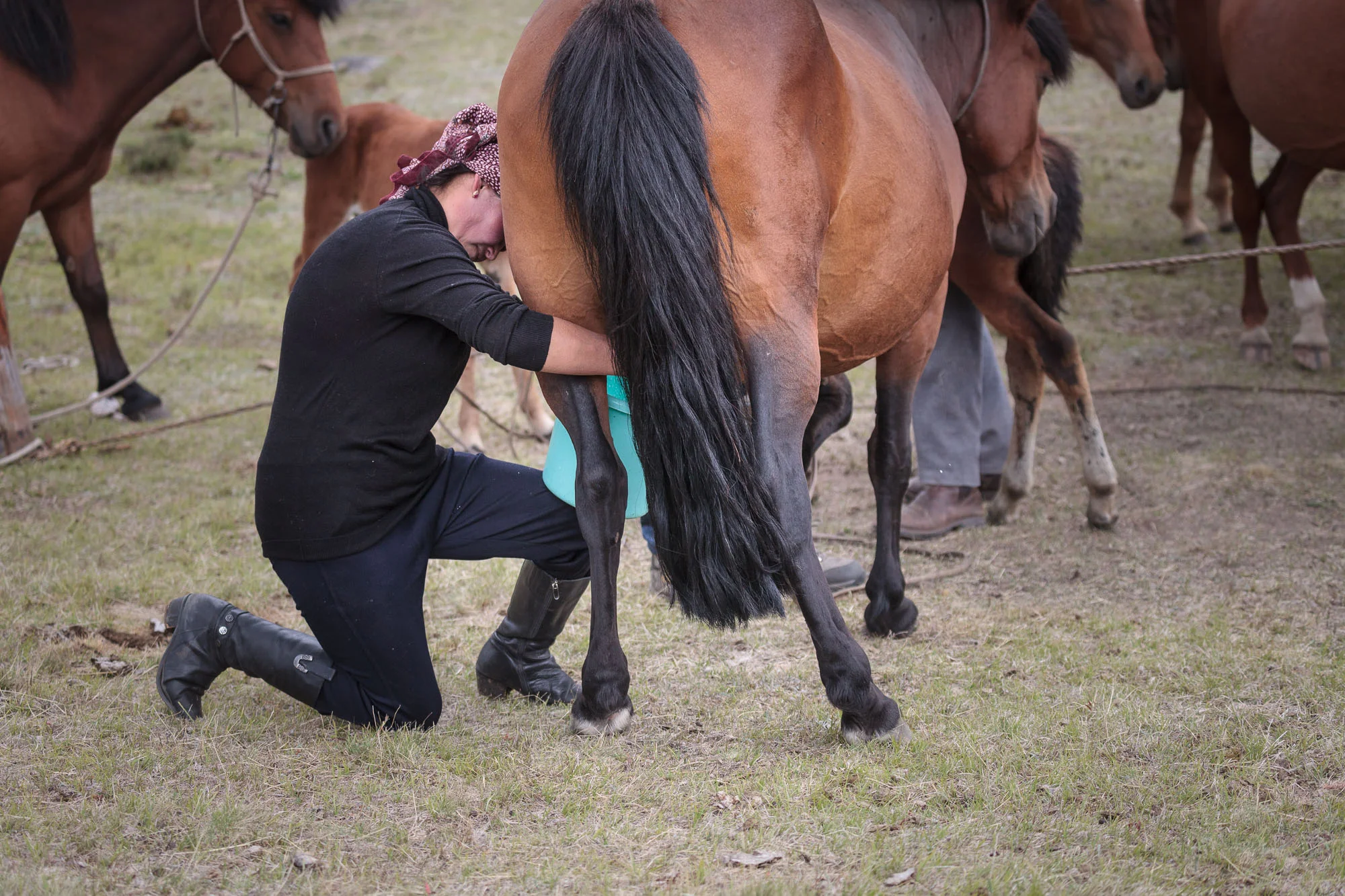 milking horses blog-0835.jpg