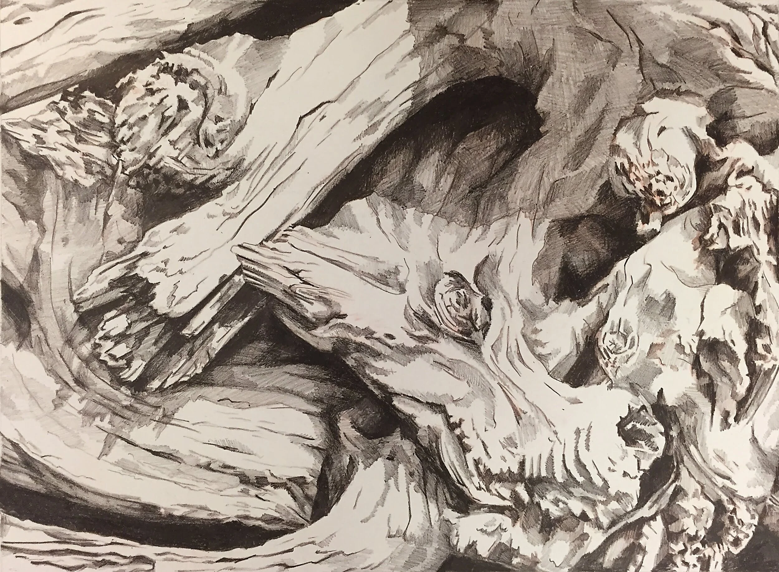  Driftwood Study (2015)  Lithograph on paper  20 x 30 inches 
