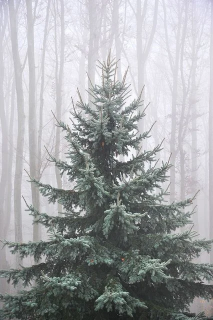 Date Night Idea: Go See a Christmas Tree Lighting