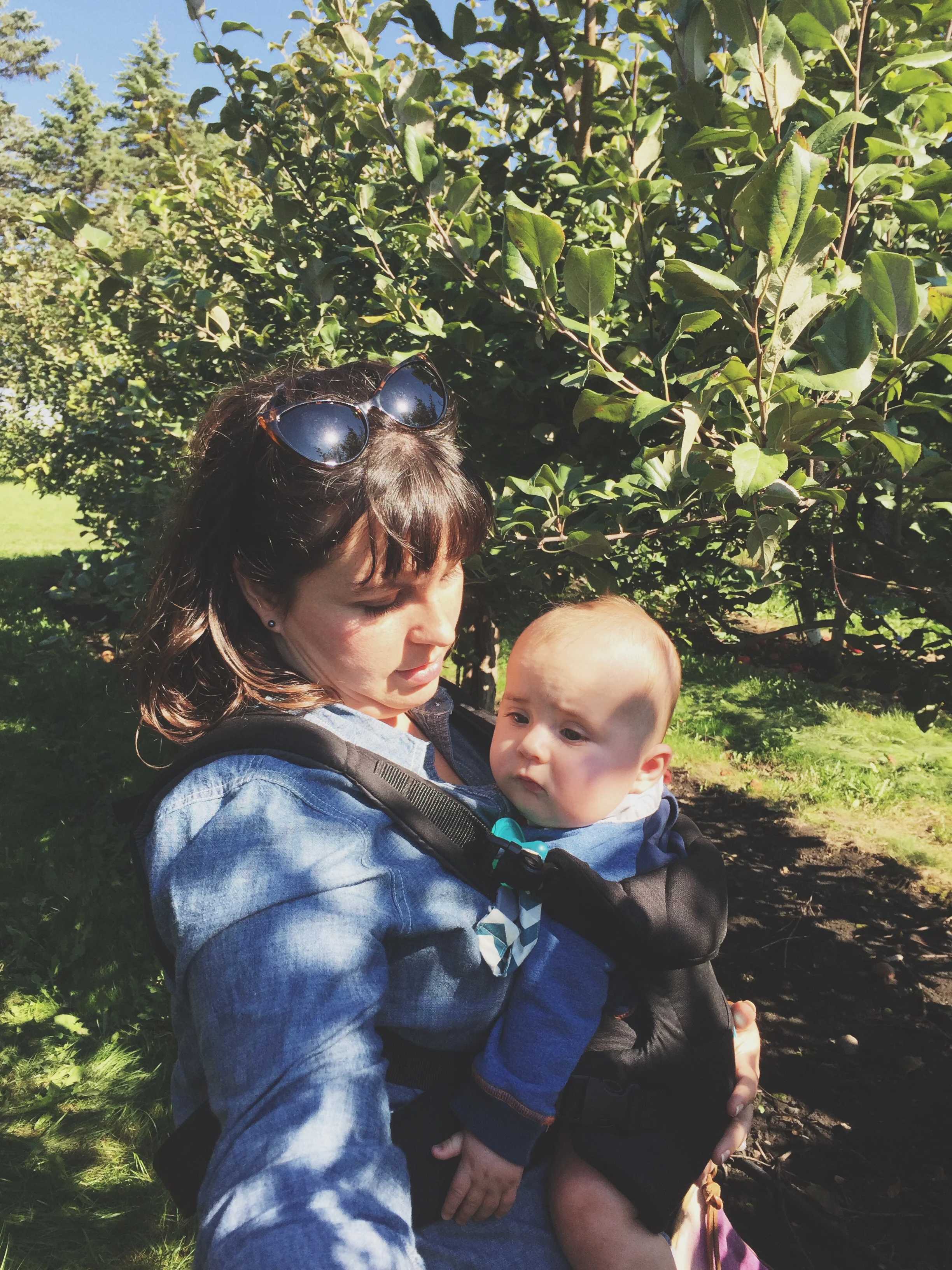 Apple Orchard | Cassia & Co.