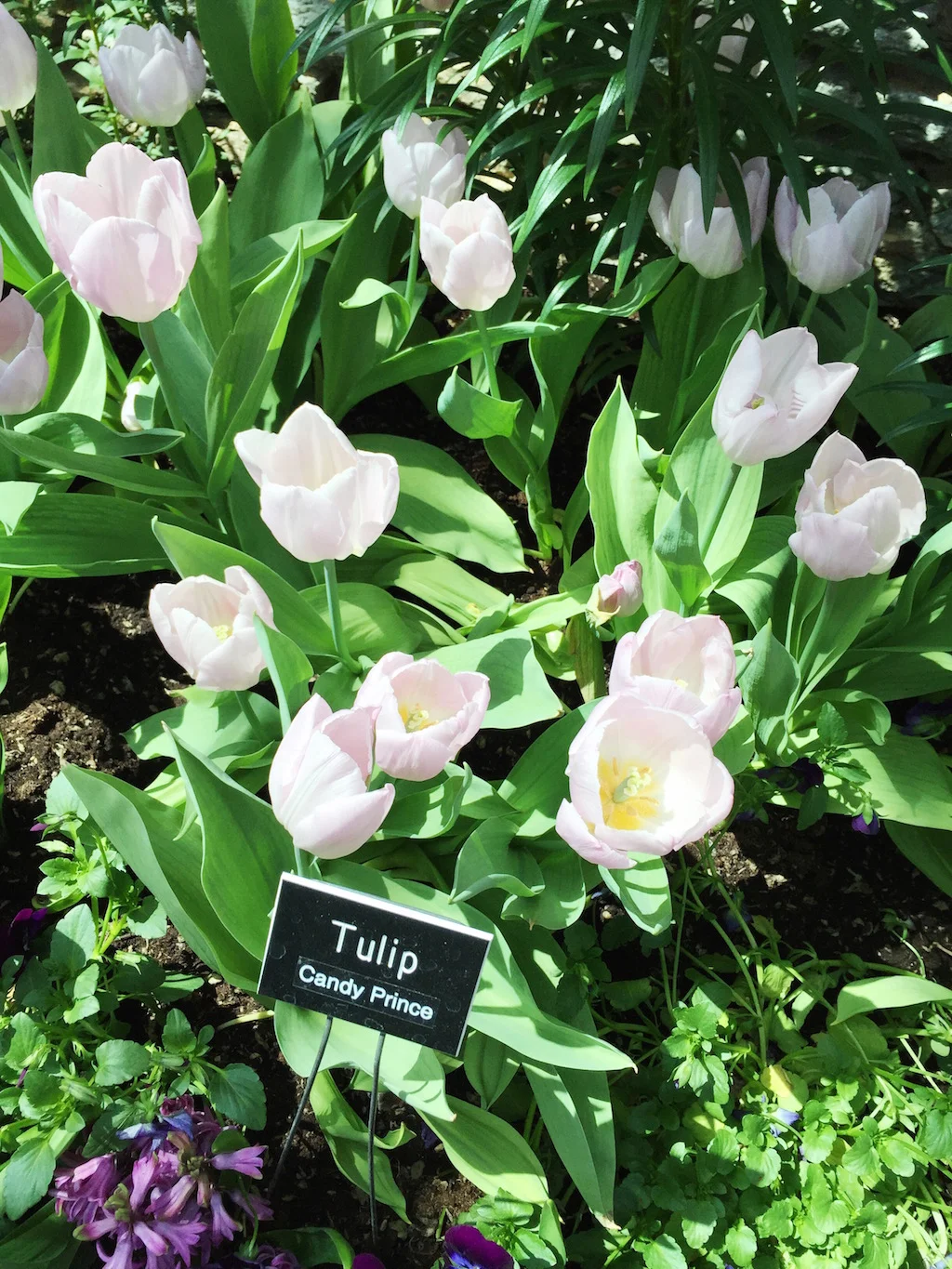 Como Conservatory Tulips