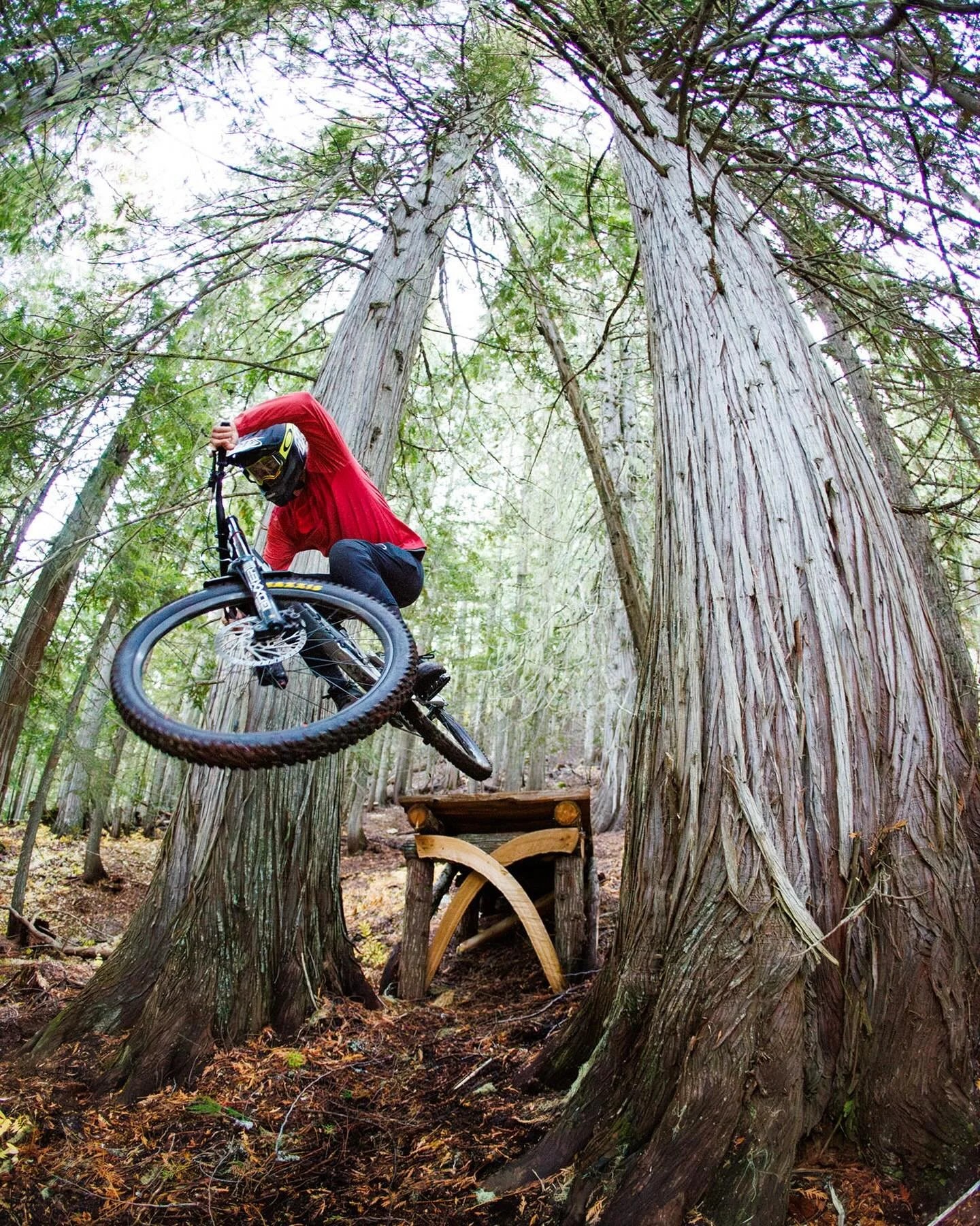 Back in the big trees again with @russfountain 🚲