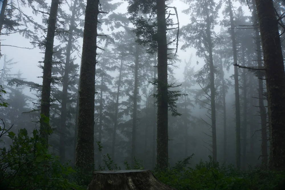 Michael Montez - Grove at Cape Lookout