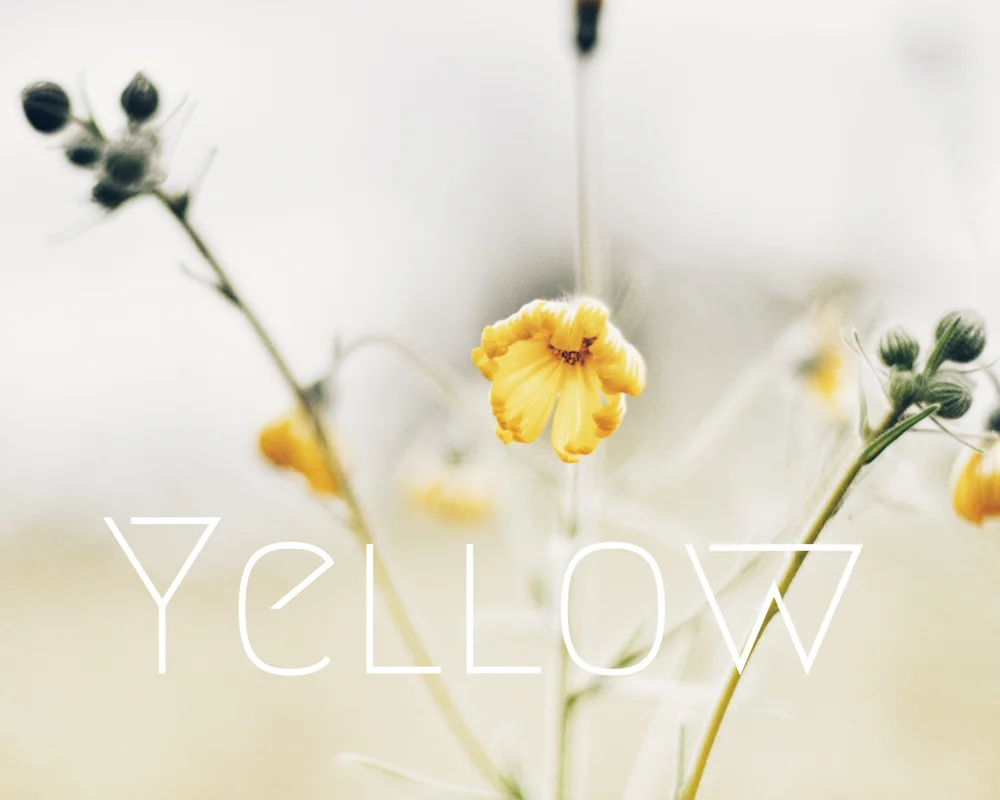 Liz Voelker - Yellow