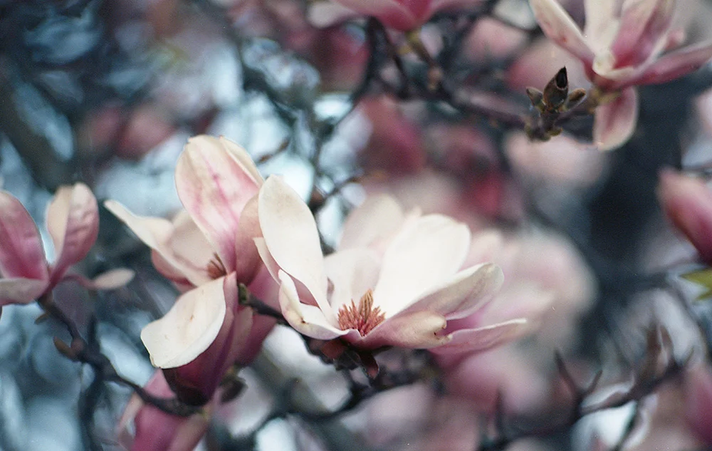 Bloom