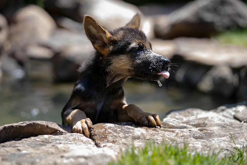 Swimming Lessons