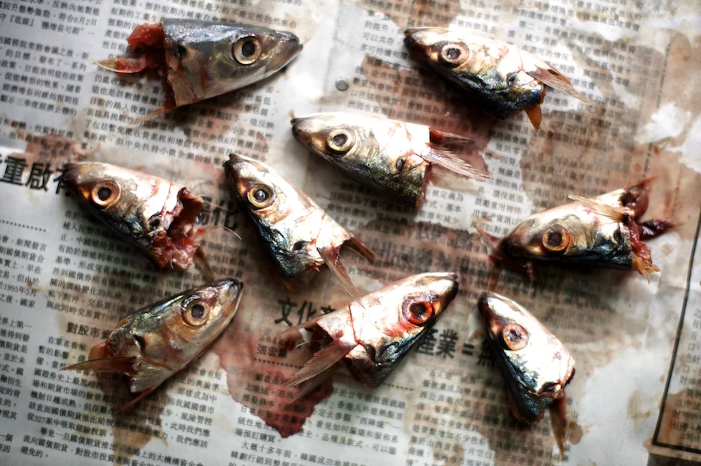 Fish Heads