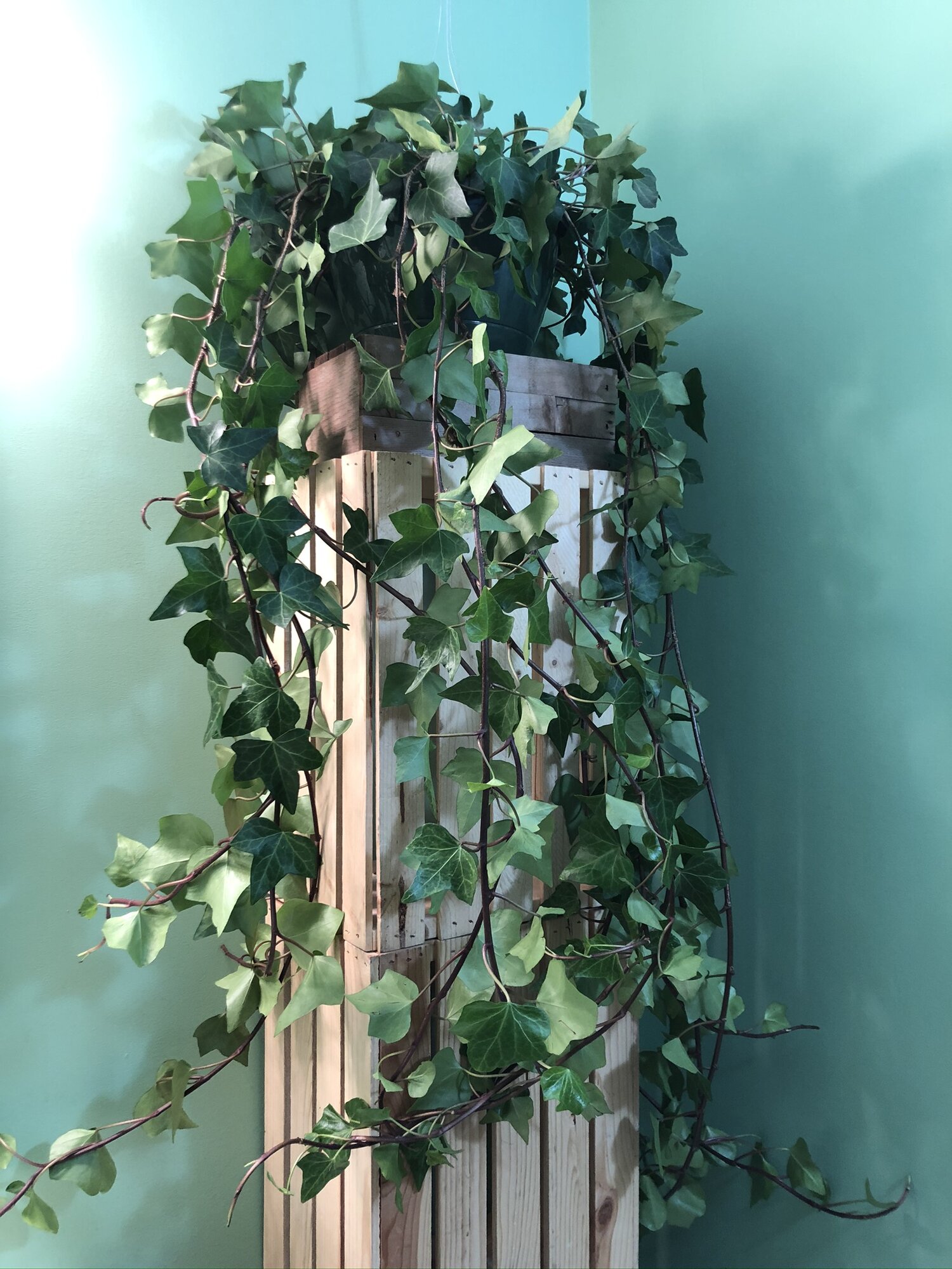 This droolworthy ivy has such great character!! A perfect addition to your houseplant collection, just don’t let pets and children chew on it!