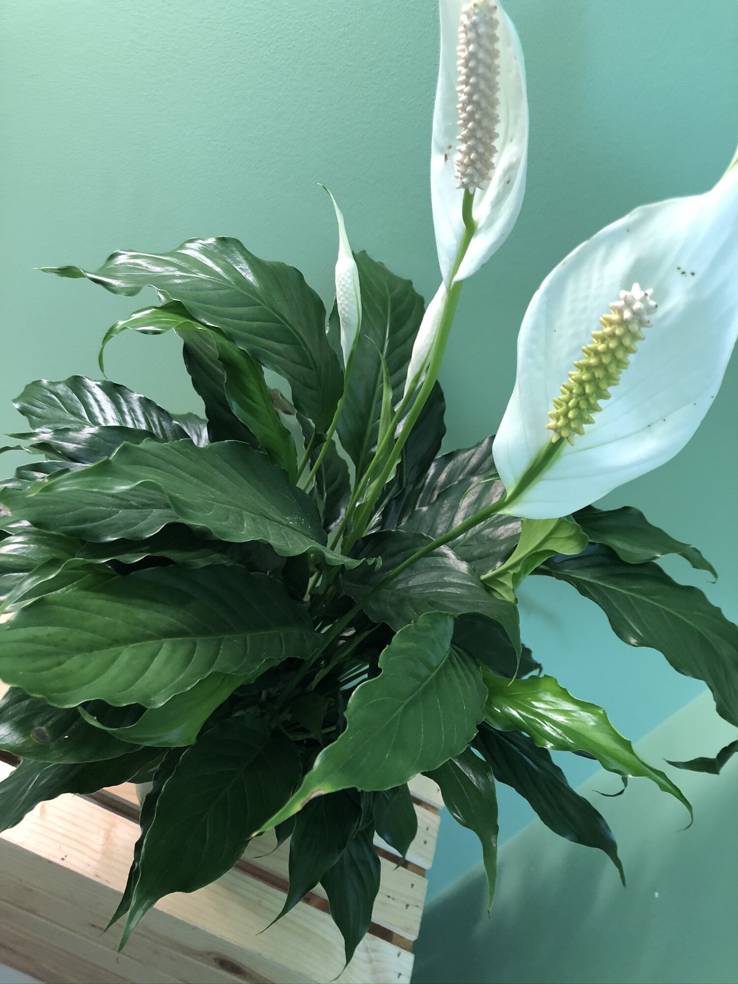 Spaths are one of my favorite houseplants because they have such gorgeous flowers and leaves and they are one of the best air purifiers! They love their water, so I typically recommend watering them once a week by submerging them up to the first few…